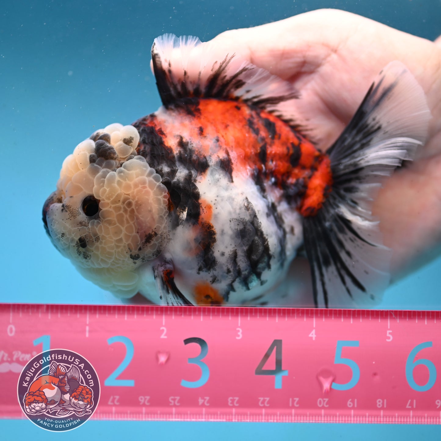 Tricolor Oranda 4 inch Body (251003_OR04)