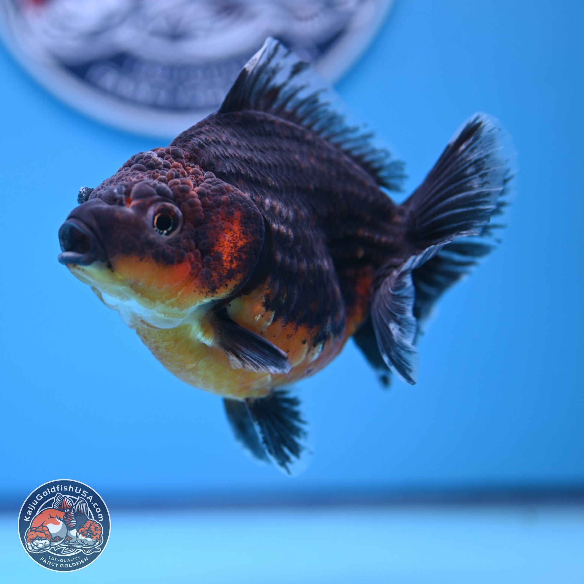 Shogun Kirin Oranda 4-5 in (241011_OR04) - Kaiju Goldfish USA