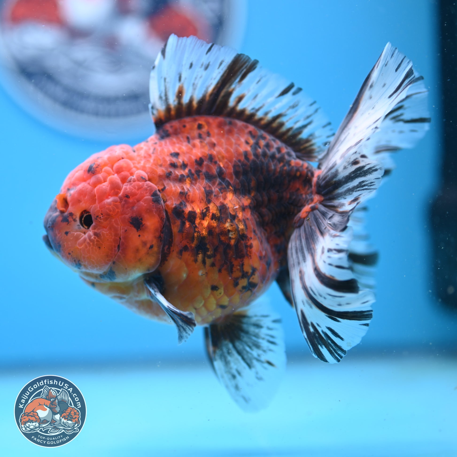 Tiger Rose Tail Oranda 6 inches - Female (241206_OR04) - Kaiju Goldfish USA