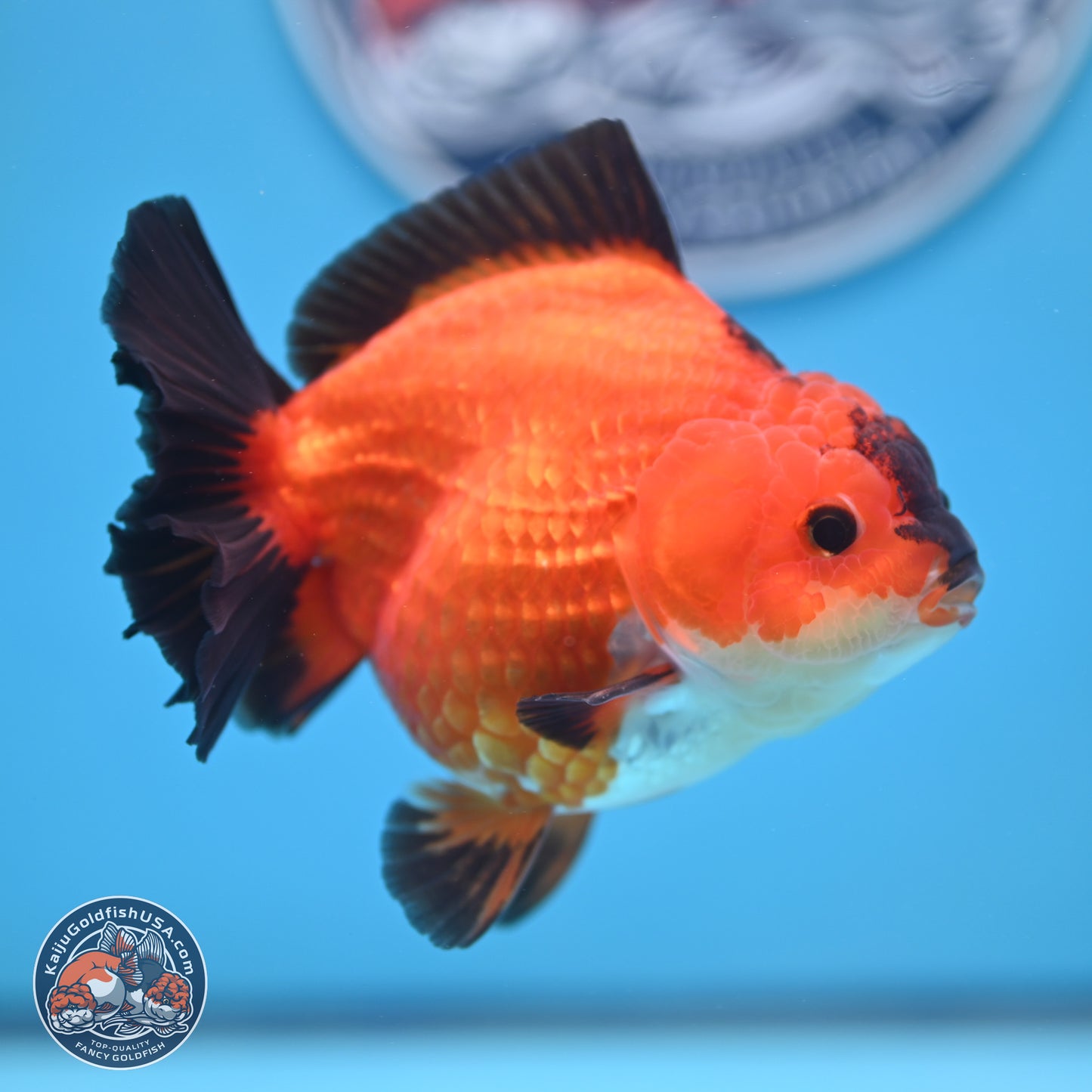 Apache YuanBao Oranda 4.5 inches (241025_OR04) - Kaiju Goldfish USA