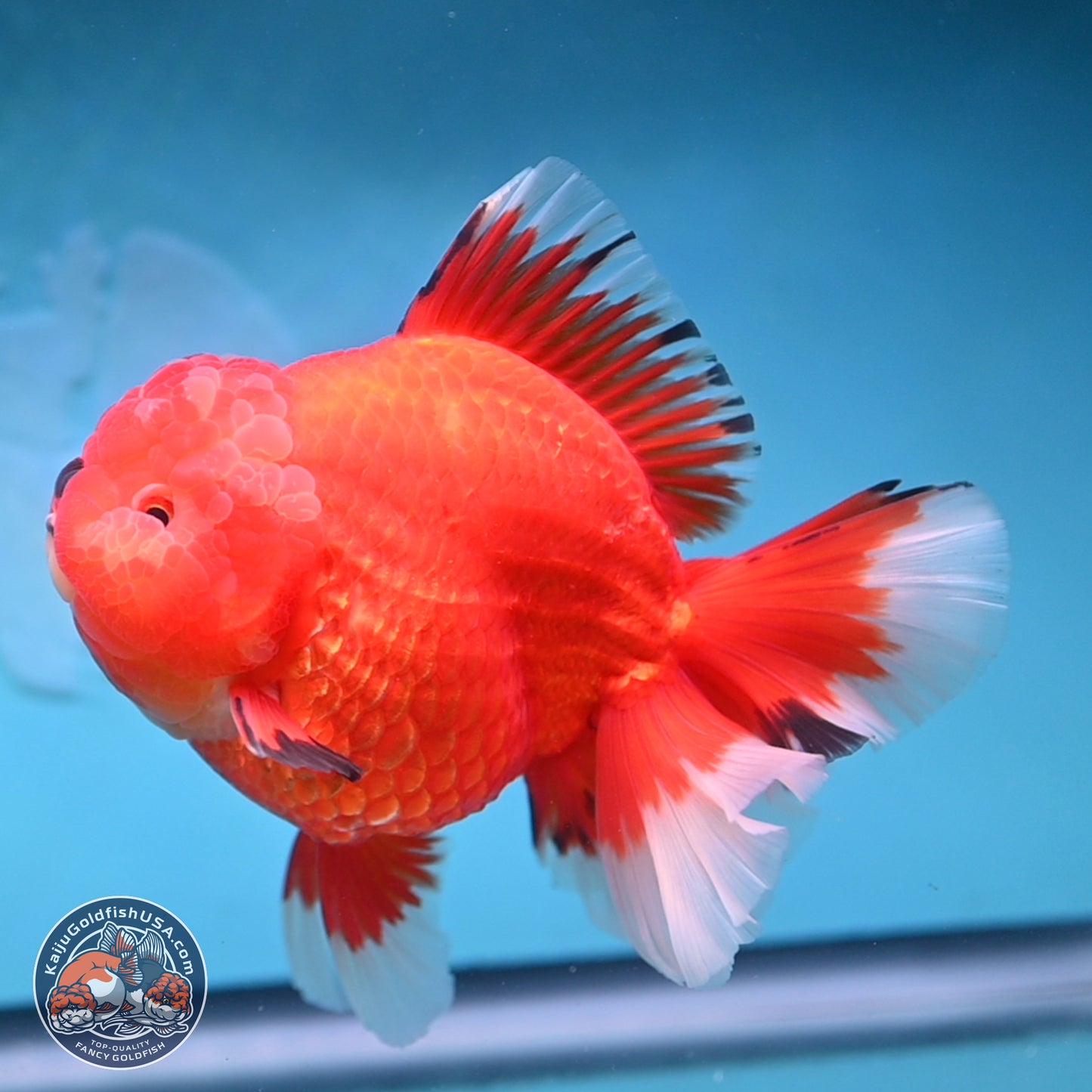 Jumbo Rose Tail Apache Oranda 5 inches Body - Female (250131_OR04)