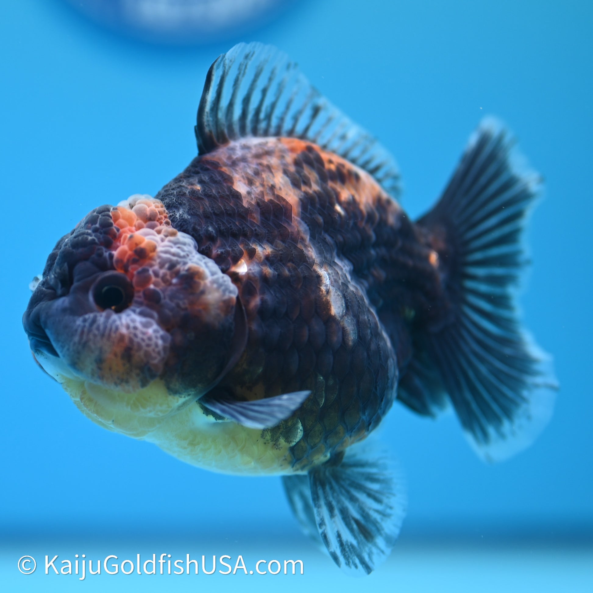 Shogun Godzilla Kirin Oranda 3.5in Body (240614_OR04) - Kaiju Goldfish USA