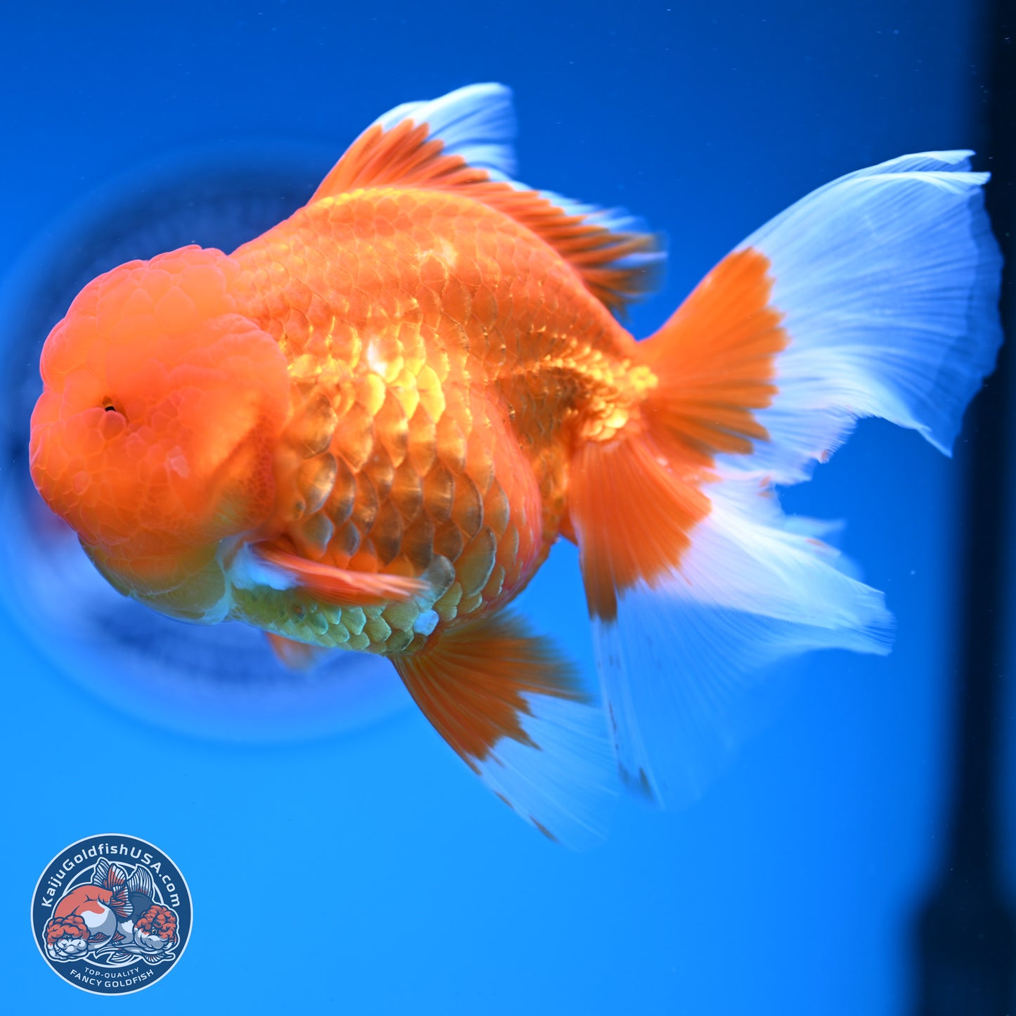 Red White Rose Tail Oranda 4-6 inches (240913_OR04) - Kaiju Goldfish USA