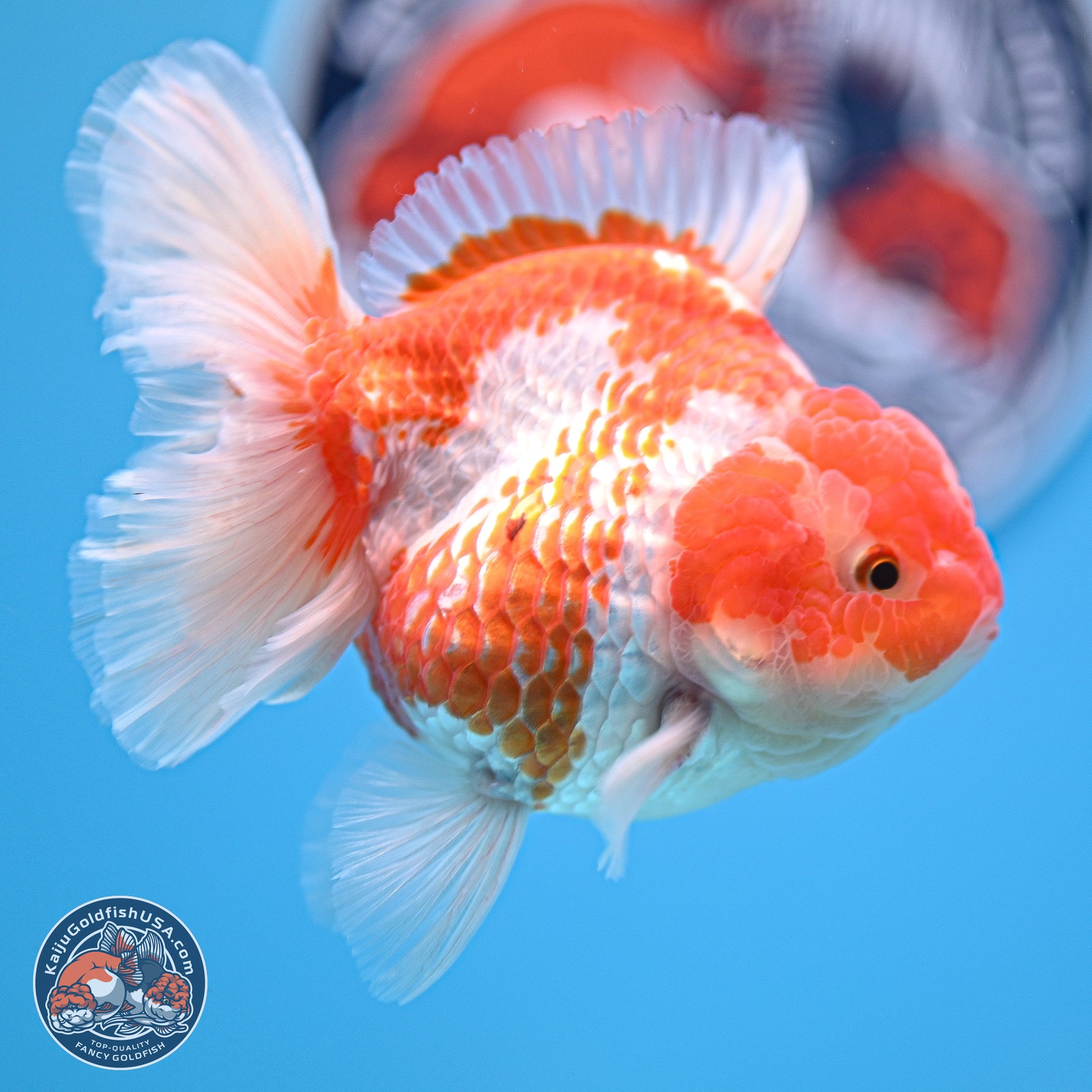 Red White Rose Tail Oranda 4.5 inches - Female (241129_OR04) - Kaiju Goldfish USA