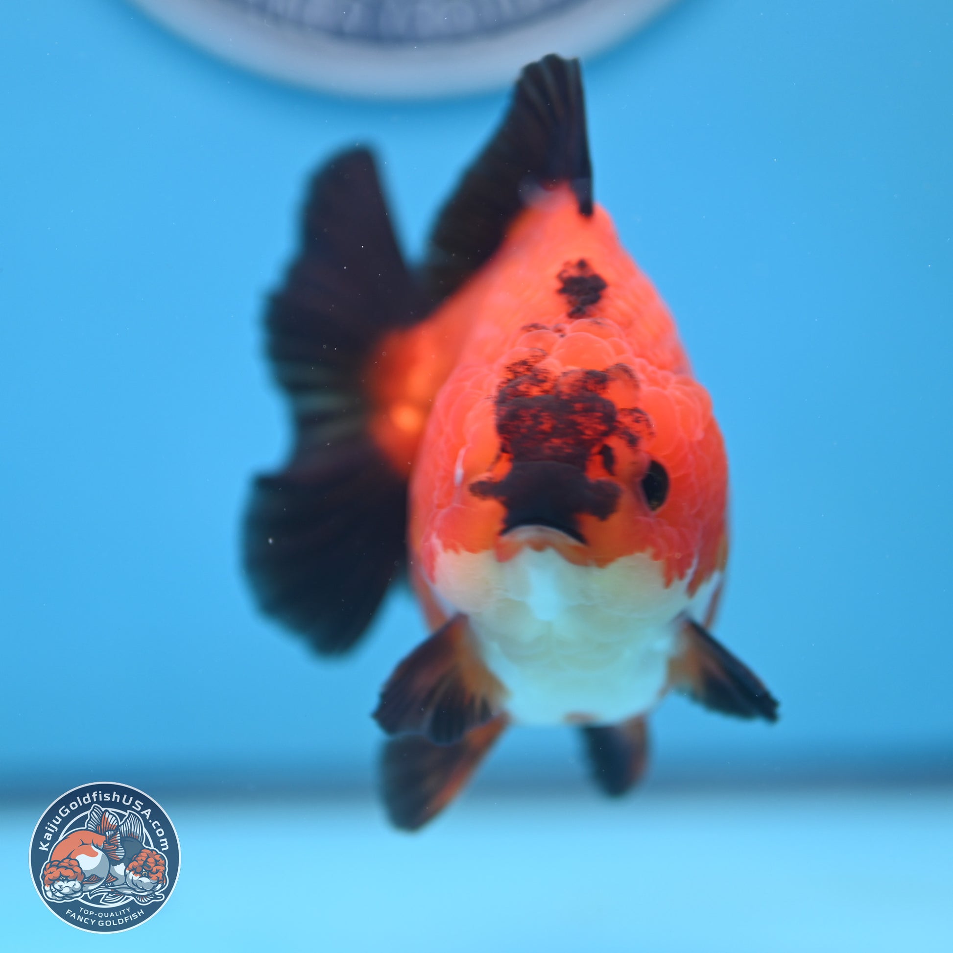 Apache YuanBao Oranda 4.5 inches (241025_OR04) - Kaiju Goldfish USA