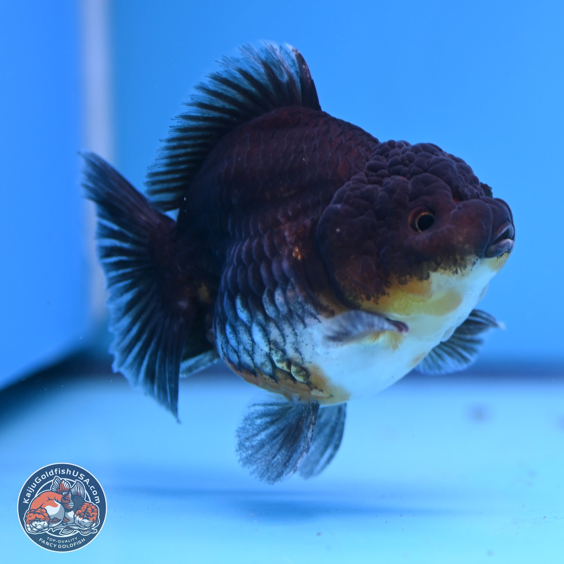 Shogun Kirin YuanBao Oranda 3.25in Body (240802_OR04) - Kaiju Goldfish USA