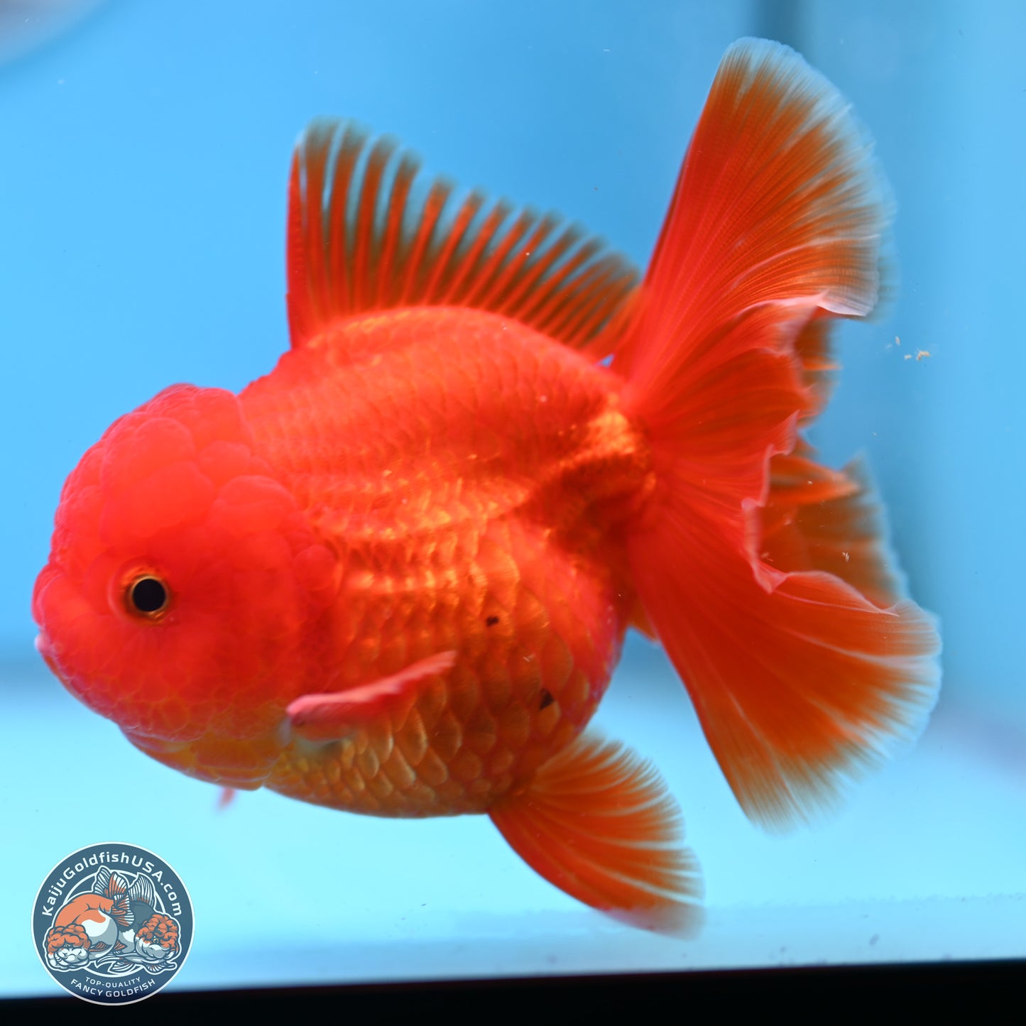 READ DESCRIPTION - Classic Red Rose Tail Oranda 3.5 inches Body - Male (250307_OR04)