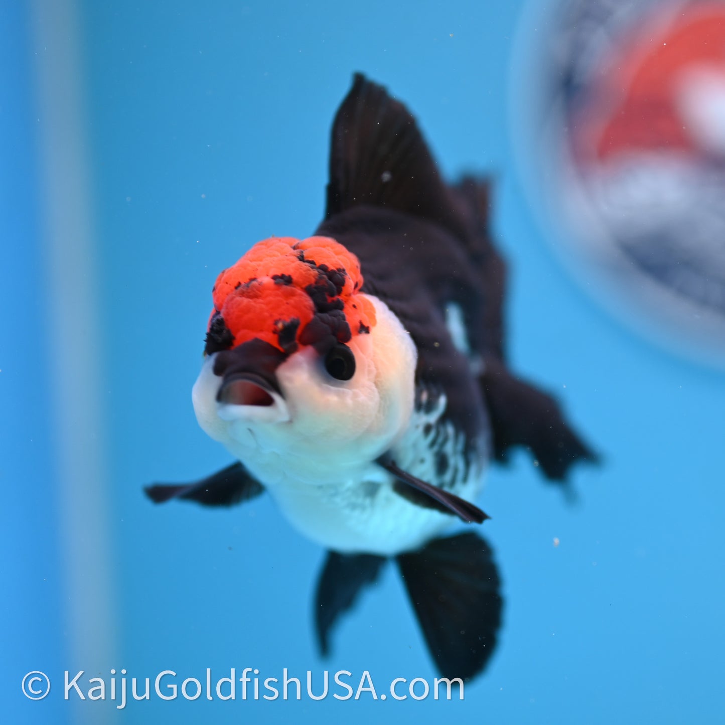 Tricolor Oranda 3.2in body (240726_OR04) - Kaiju Goldfish USA