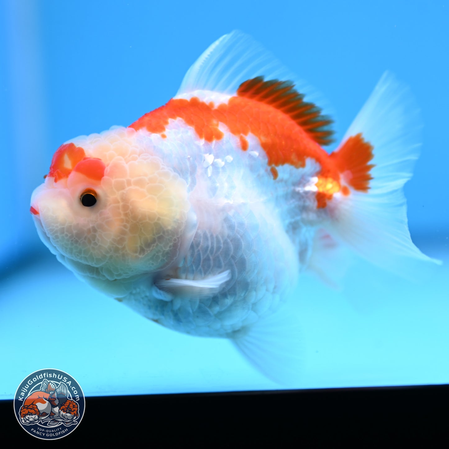 Shogun Red White YuanBao Oranda 3.25in Body (240816_OR04) - Kaiju Goldfish USA