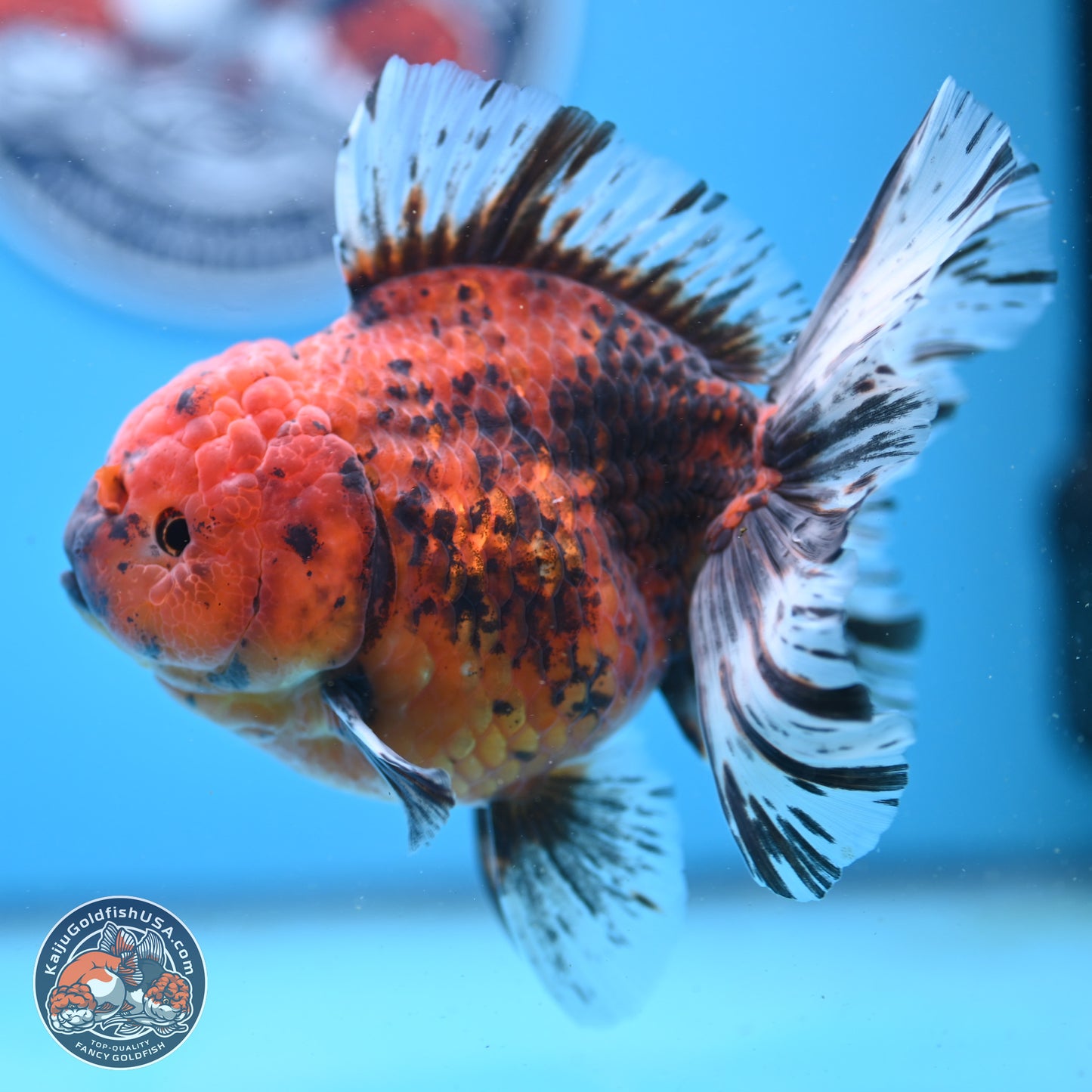 Tiger Rose Tail Oranda 6 inches - Female (241206_OR04) - Kaiju Goldfish USA