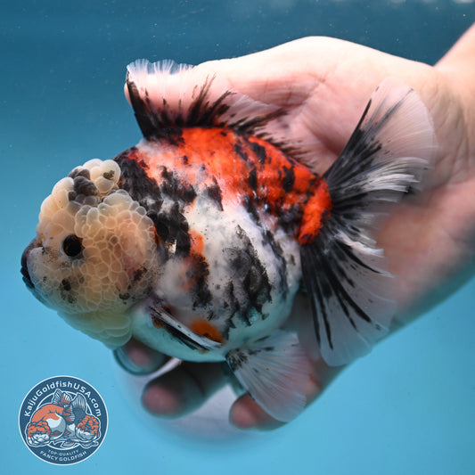 Tricolor Oranda 4 inch Body (251003_OR04)