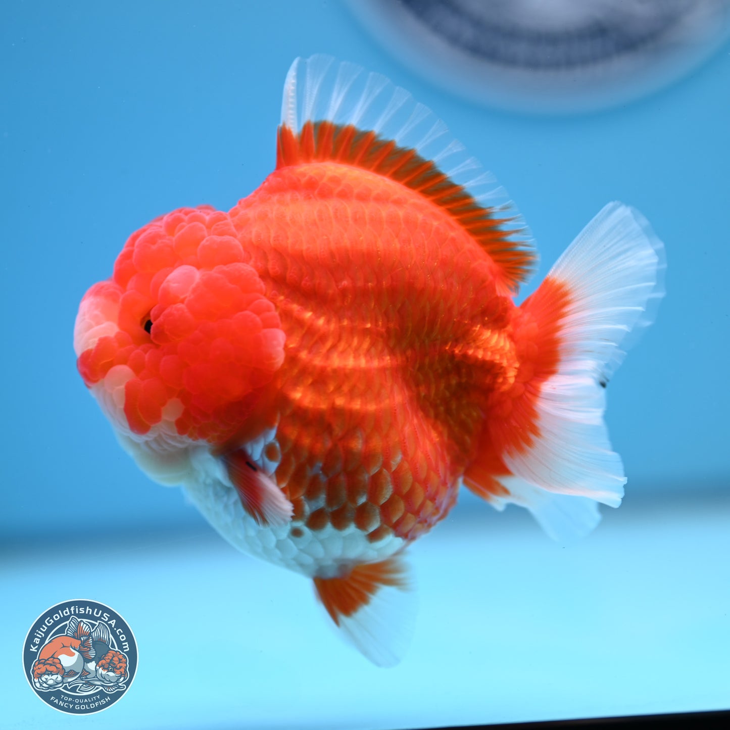 Red White YuanBao Oranda 3.5 inches Body - Female (241227_OR04) - Kaiju Goldfish USA