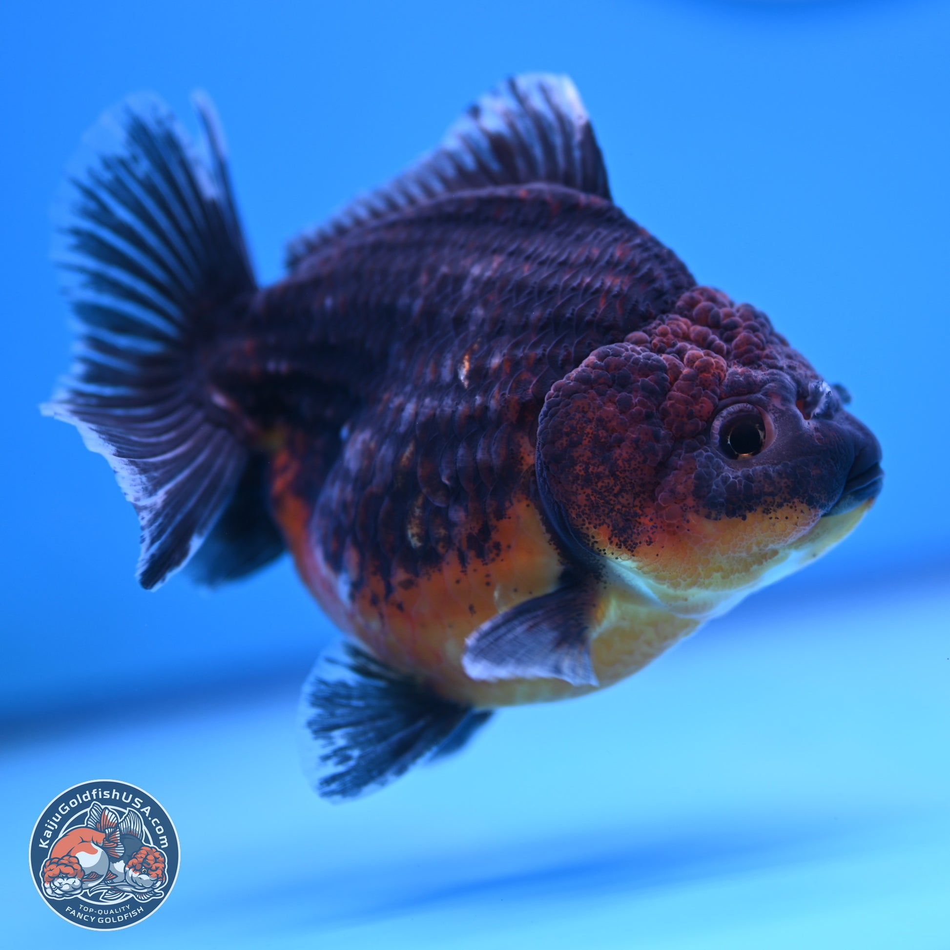 Shogun Kirin Oranda 4-5 in (241011_OR04) - Kaiju Goldfish USA