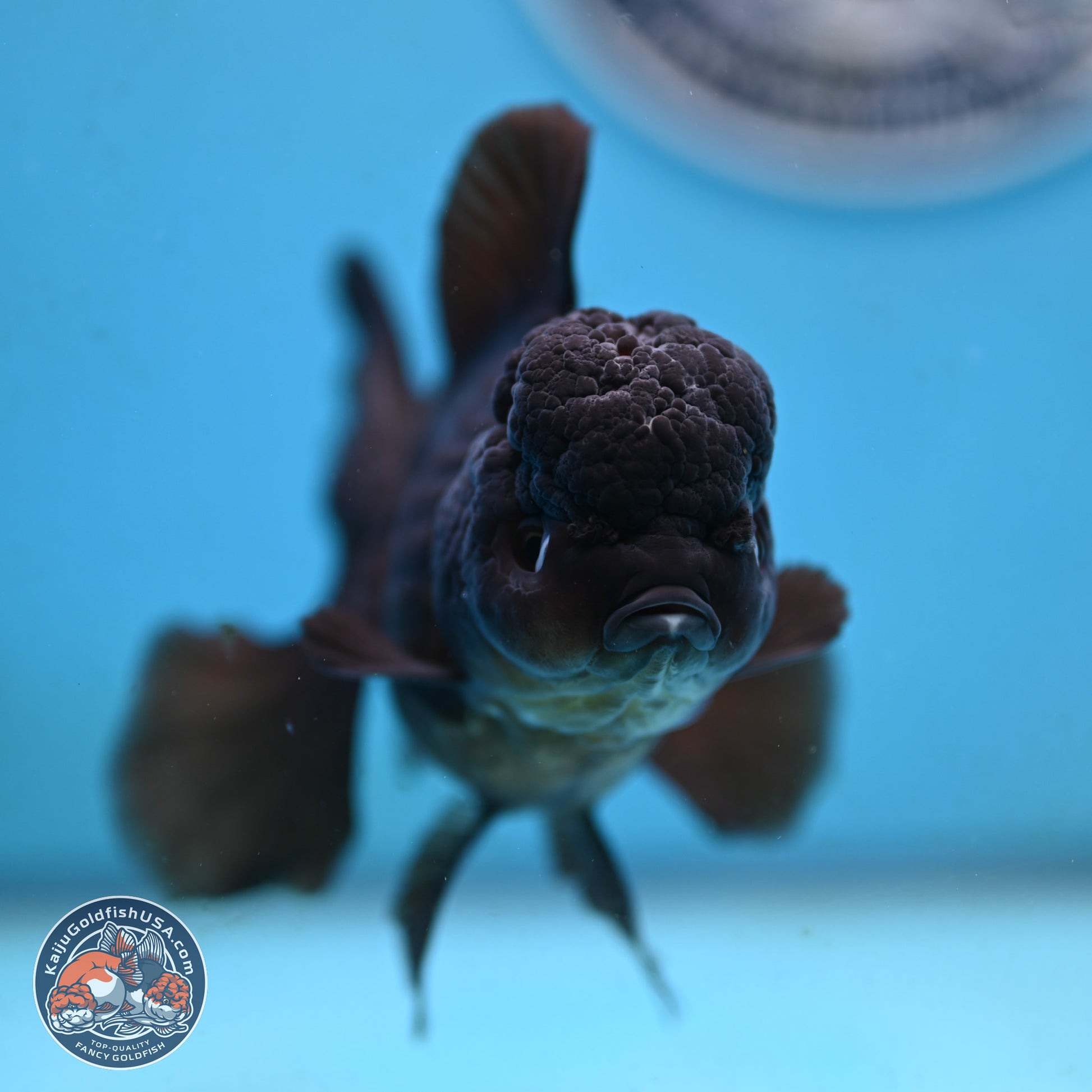 Black Rose Tail Oranda 3.5 inches Body - Female (250117_OR04) - Kaiju Goldfish USA