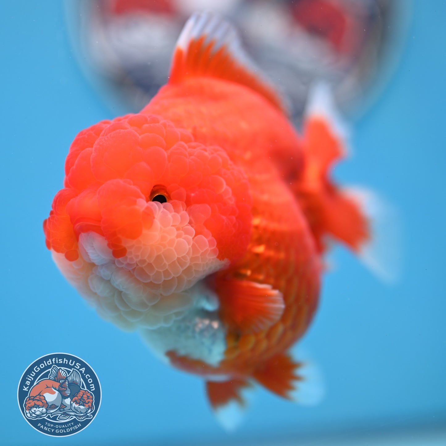 Red White YuanBao Oranda 4 inches Body (250516_OR04)