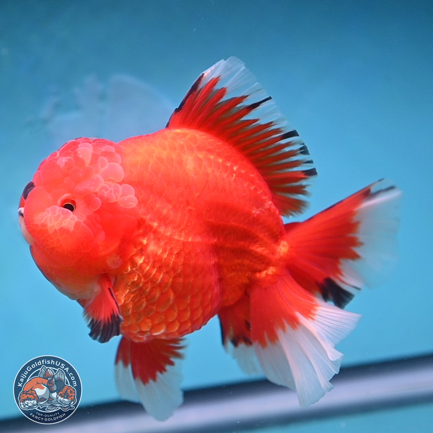 Jumbo Rose Tail Apache Oranda 5 inches Body - Female (250131_OR04)