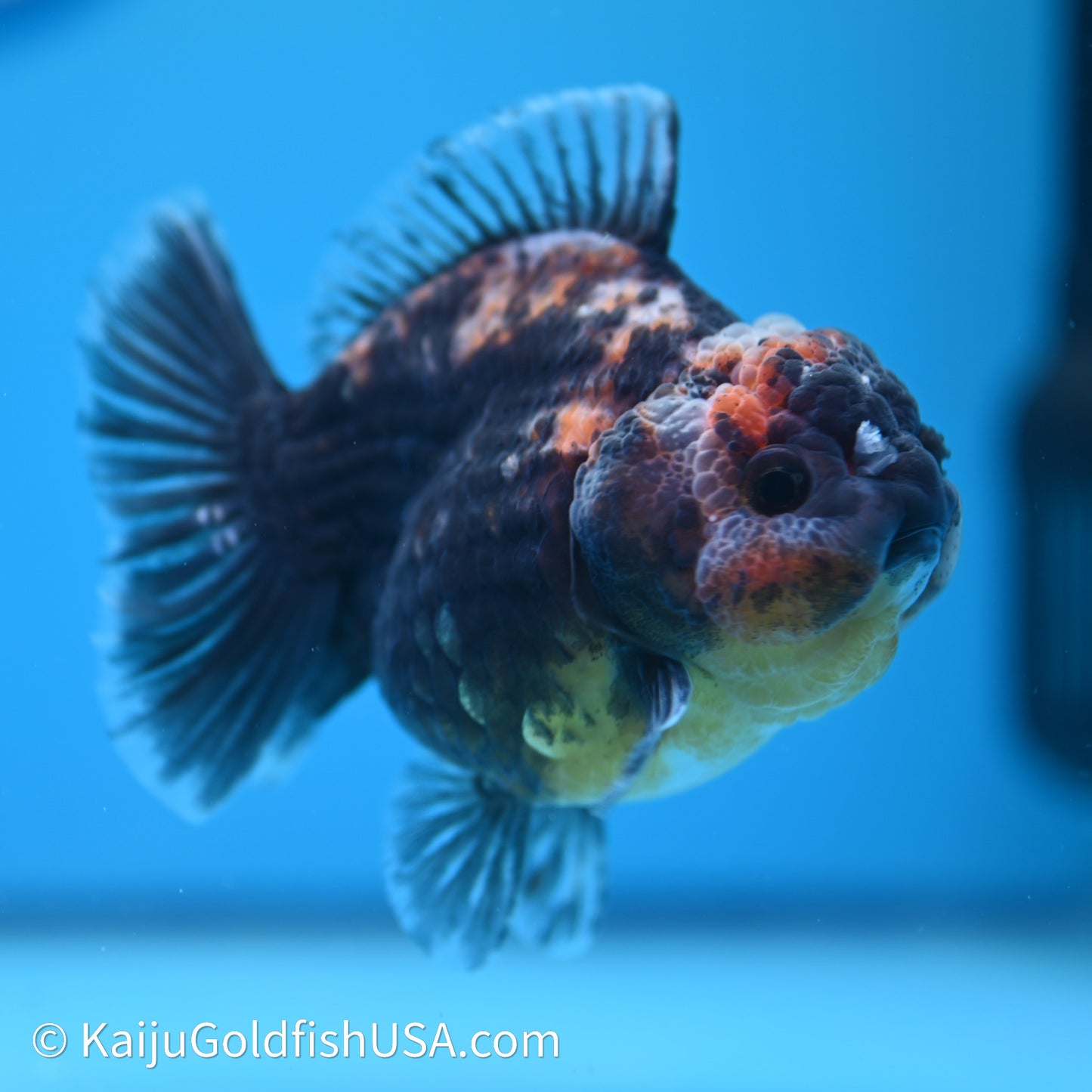 Shogun Godzilla Kirin Oranda 3.5in Body (240614_OR04) - Kaiju Goldfish USA