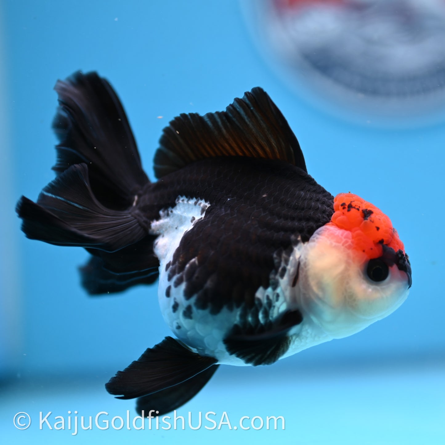 Tricolor Oranda 3.2in body (240726_OR04) - Kaiju Goldfish USA