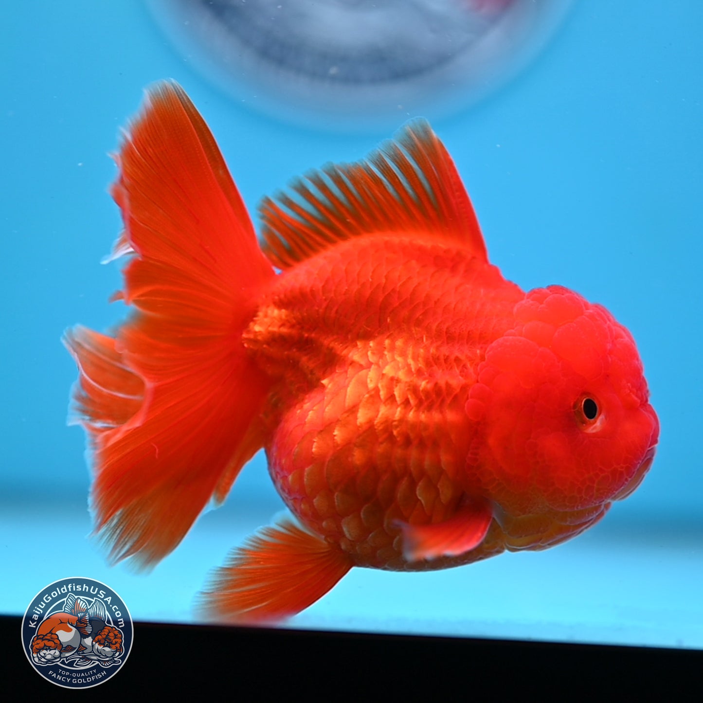 READ DESCRIPTION - Classic Red Rose Tail Oranda 3.5 inches Body - Male (250307_OR04)