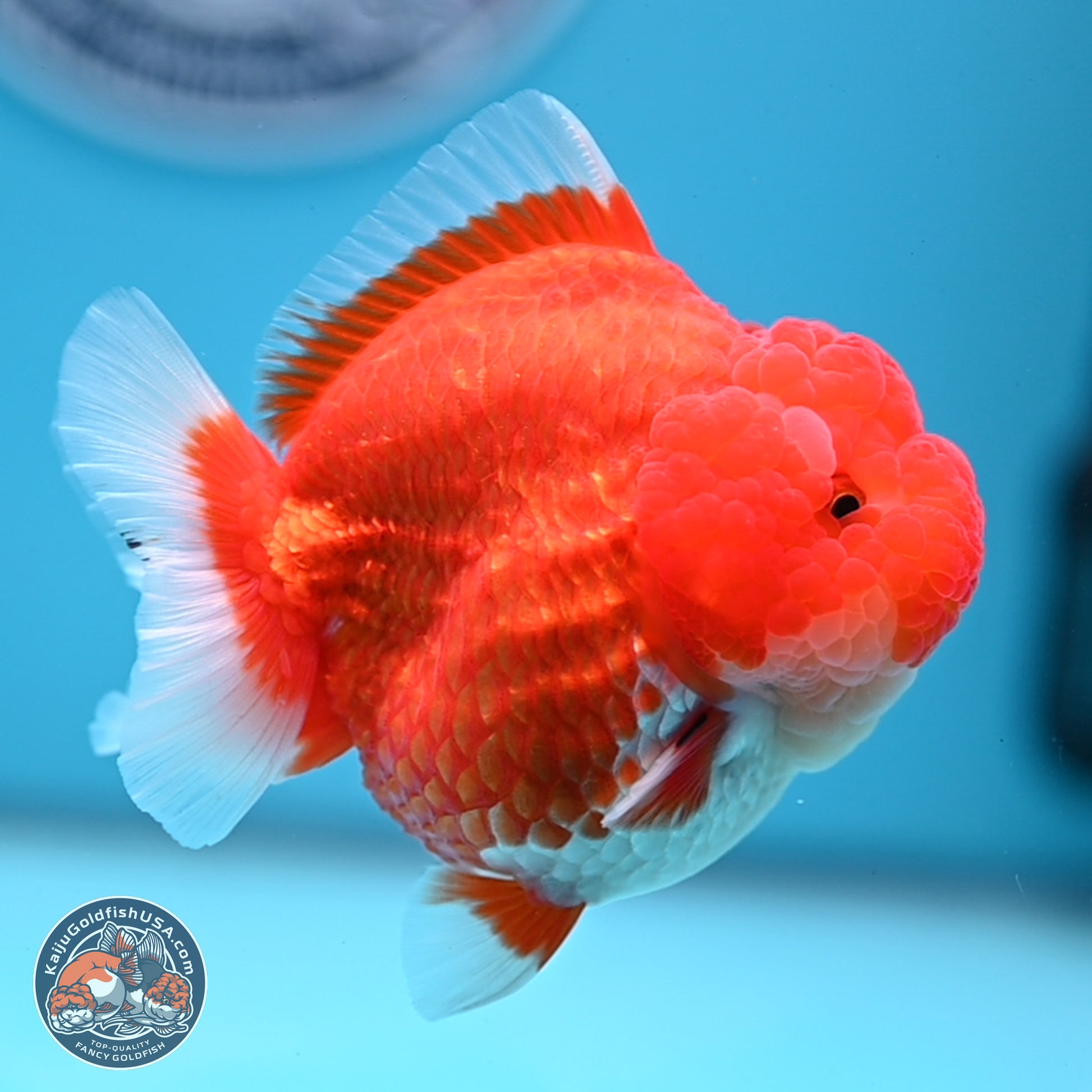 Red White YuanBao Oranda 3.5 inches Body - Female (241227_OR04) - Kaiju Goldfish USA