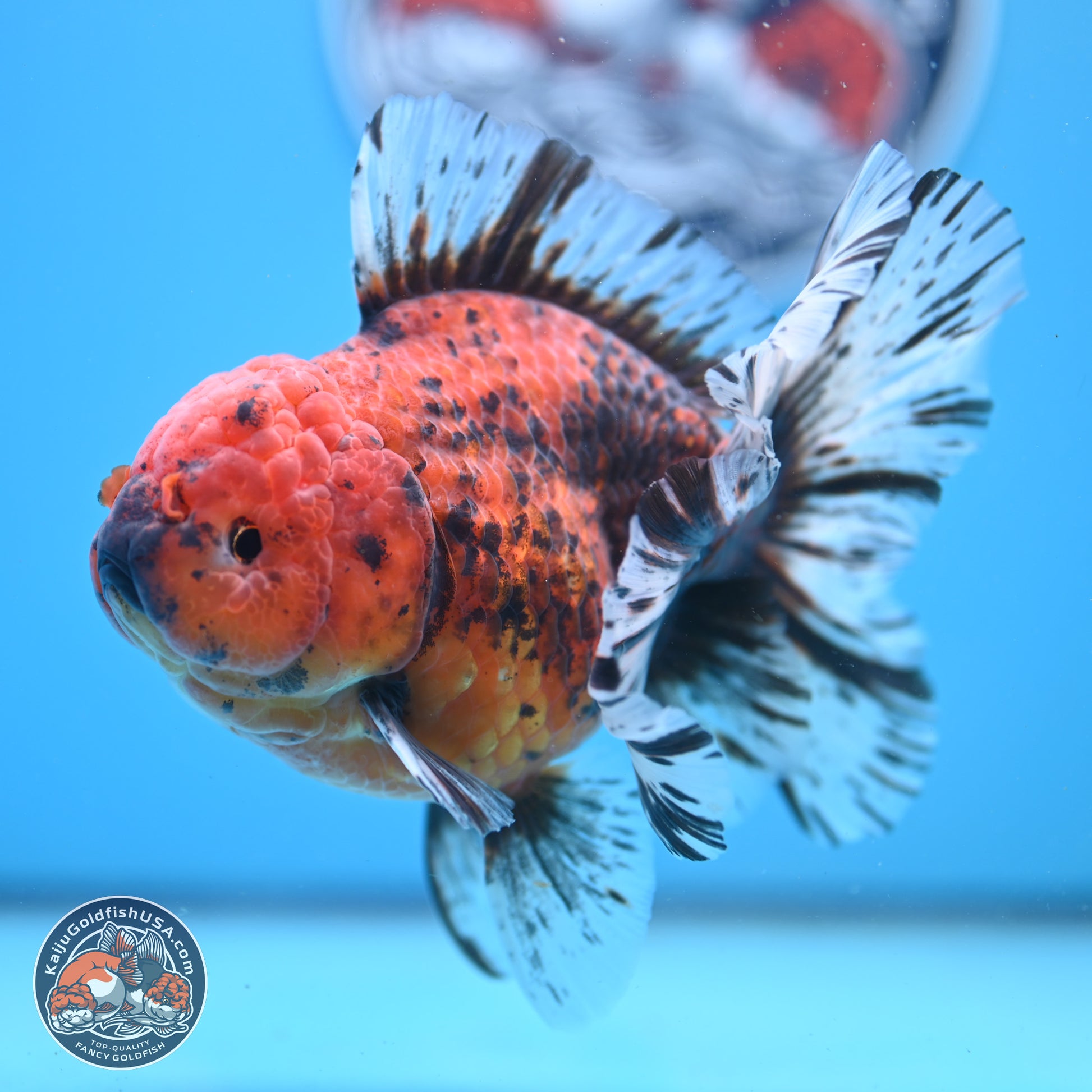 Tiger Rose Tail Oranda 6 inches - Female (241206_OR04) - Kaiju Goldfish USA