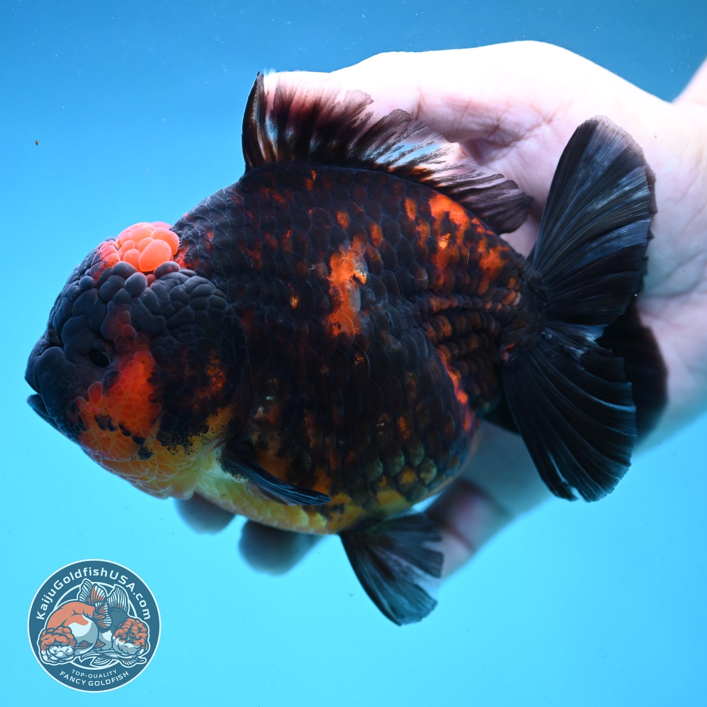 Heavy Ink Tiger Oranda 4.5 inch Body (250919_OR04)