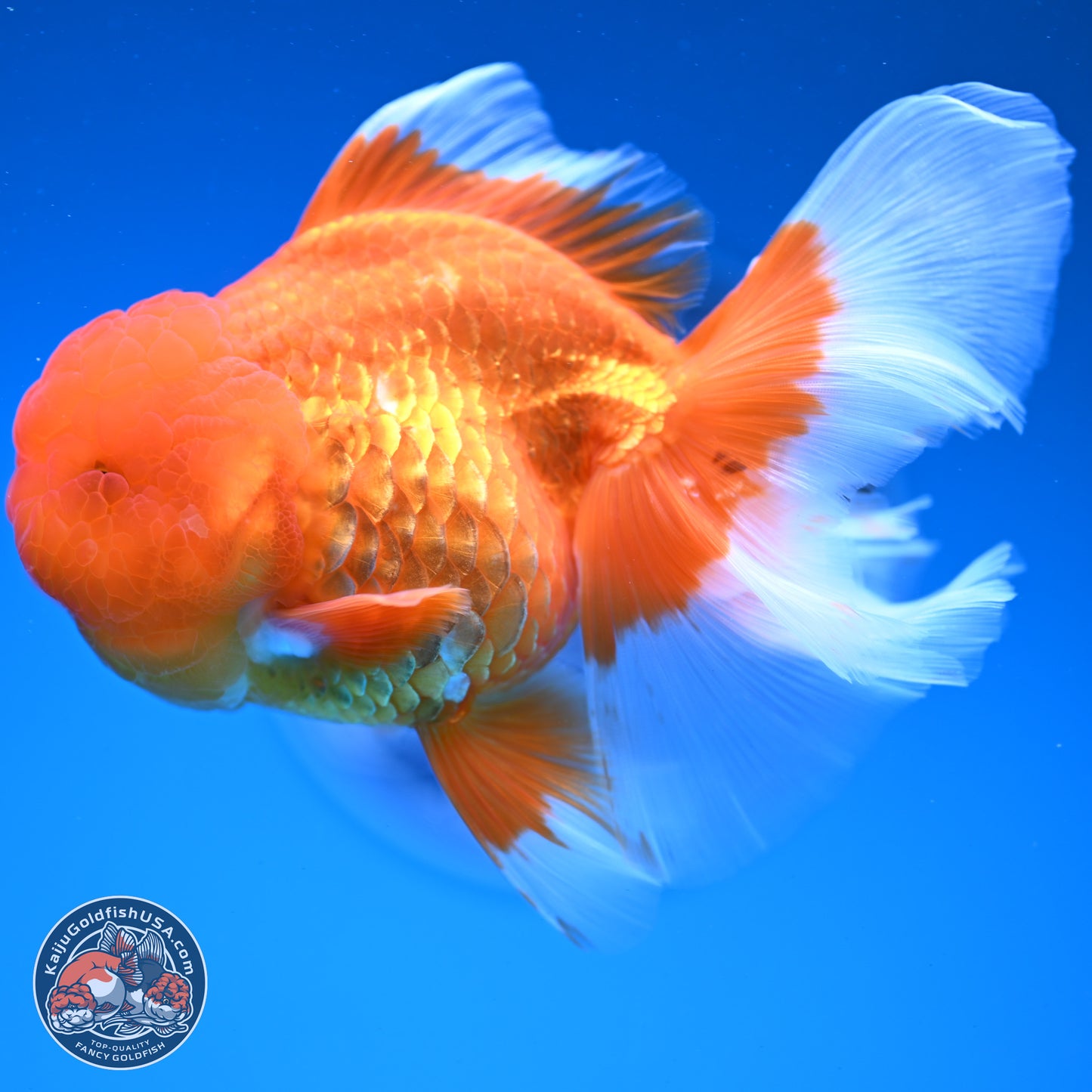 Red White Rose Tail Oranda 4-6 inches (240913_OR04) - Kaiju Goldfish USA