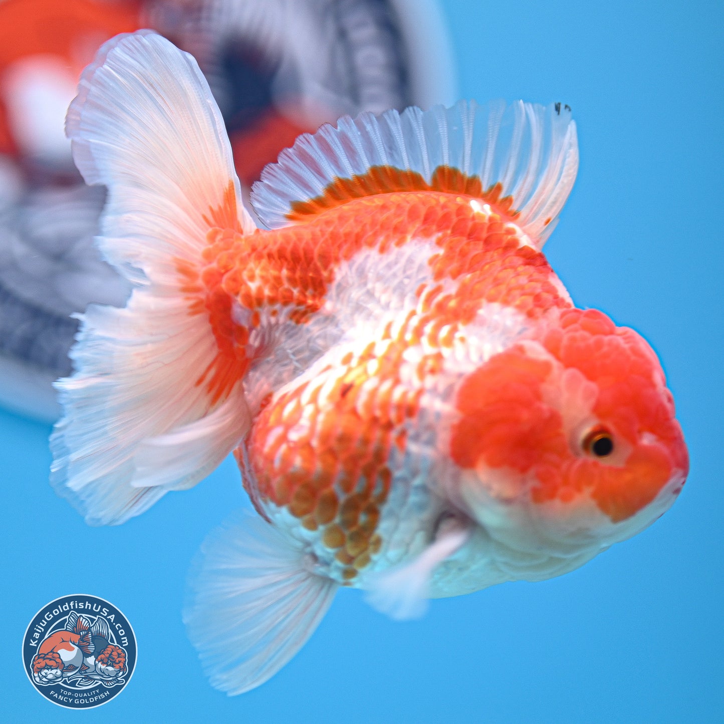 Red White Rose Tail Oranda 4.5 inches - Female (241129_OR04) - Kaiju Goldfish USA