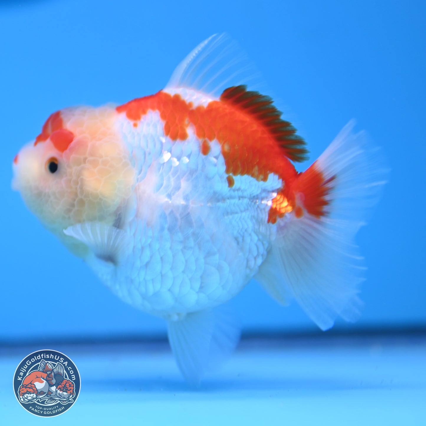 Shogun Red White YuanBao Oranda 3.25in Body (240816_OR04) - Kaiju Goldfish USA