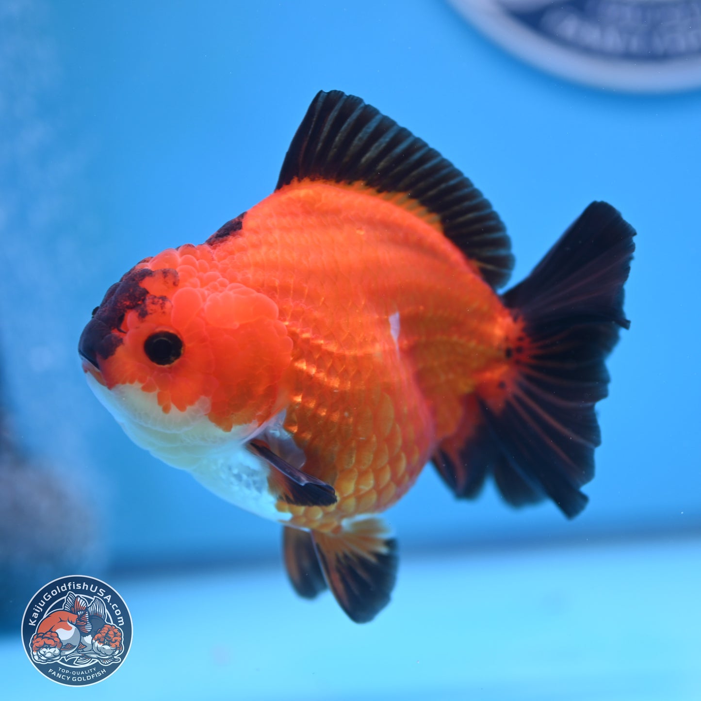 Apache YuanBao Oranda 4.5 inches (241025_OR04) - Kaiju Goldfish USA