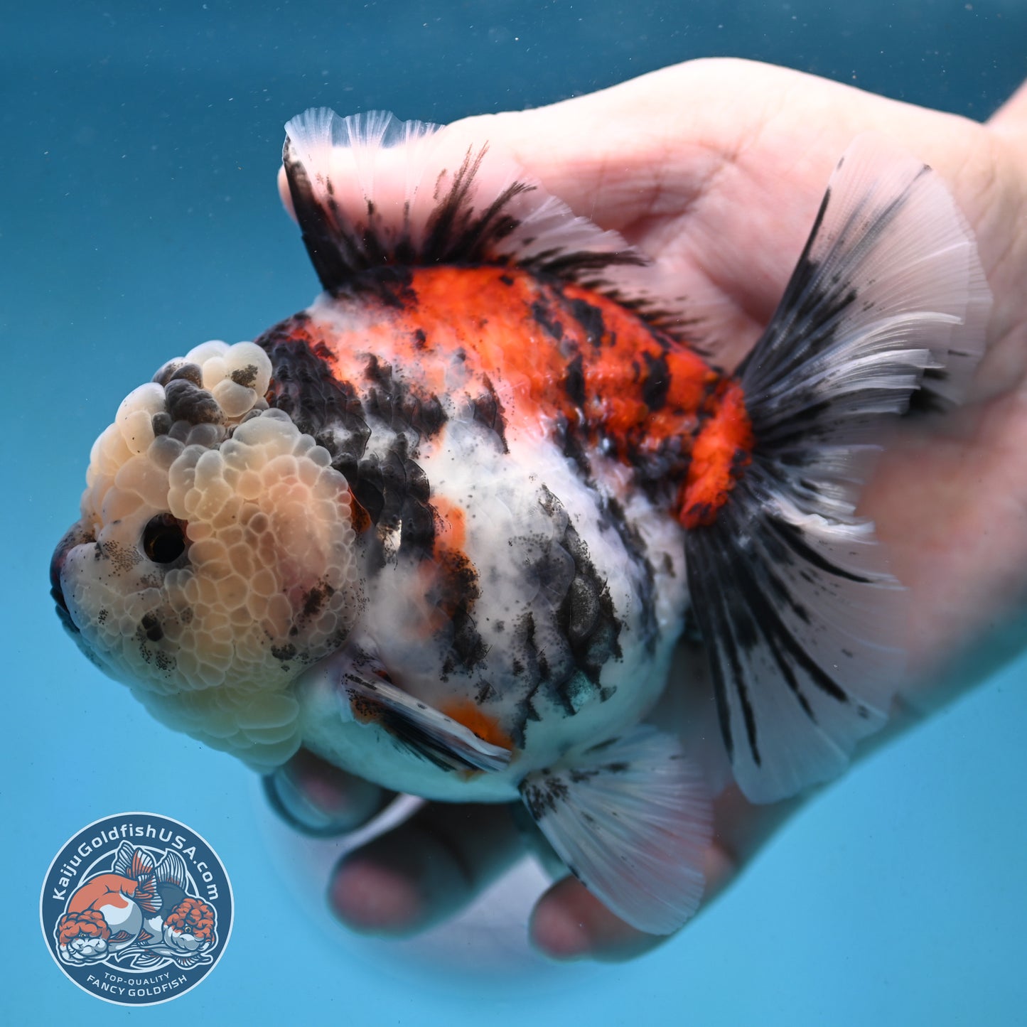 Tricolor Oranda 4 inch Body (251003_OR04)