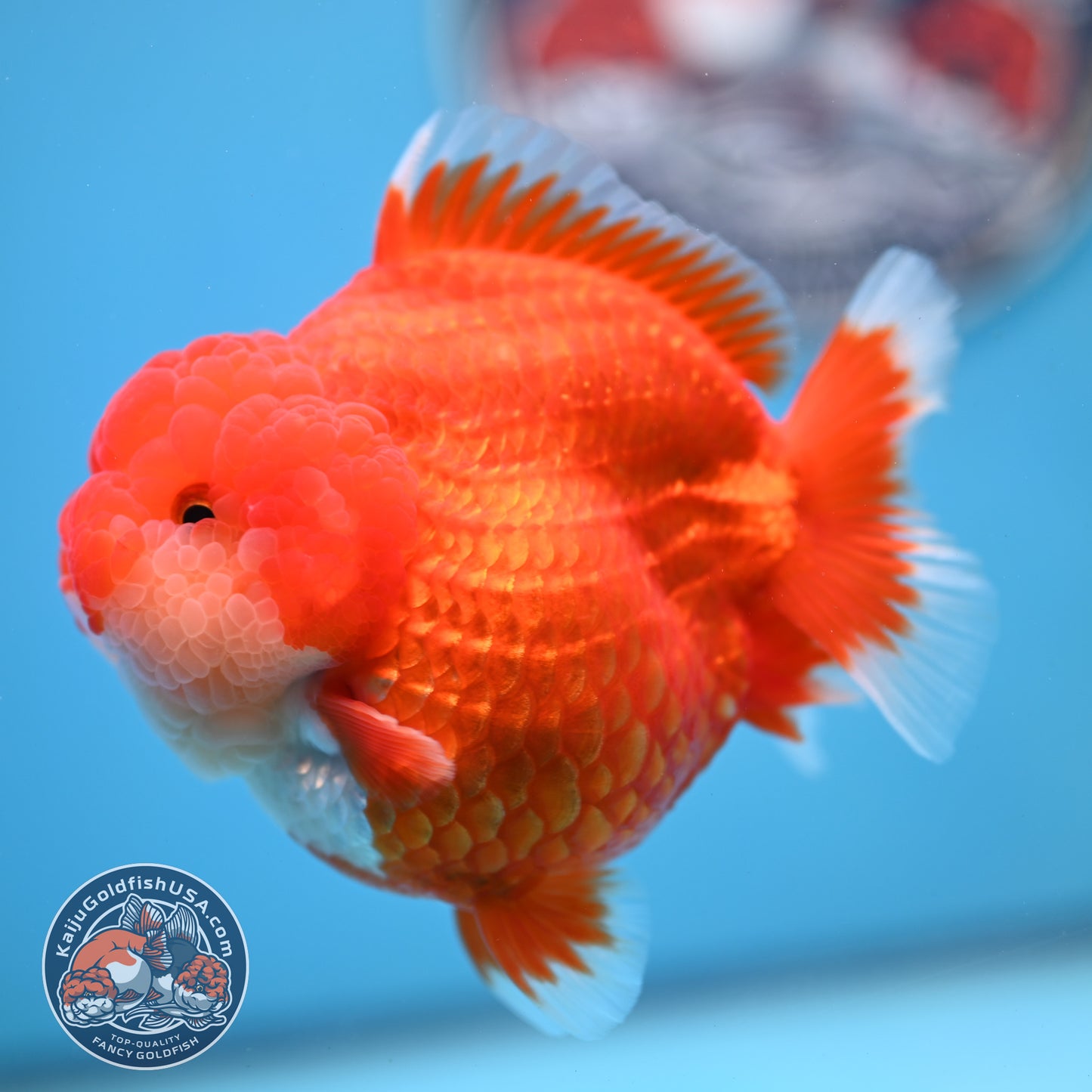 Red White YuanBao Oranda 4 inches Body (250516_OR04)
