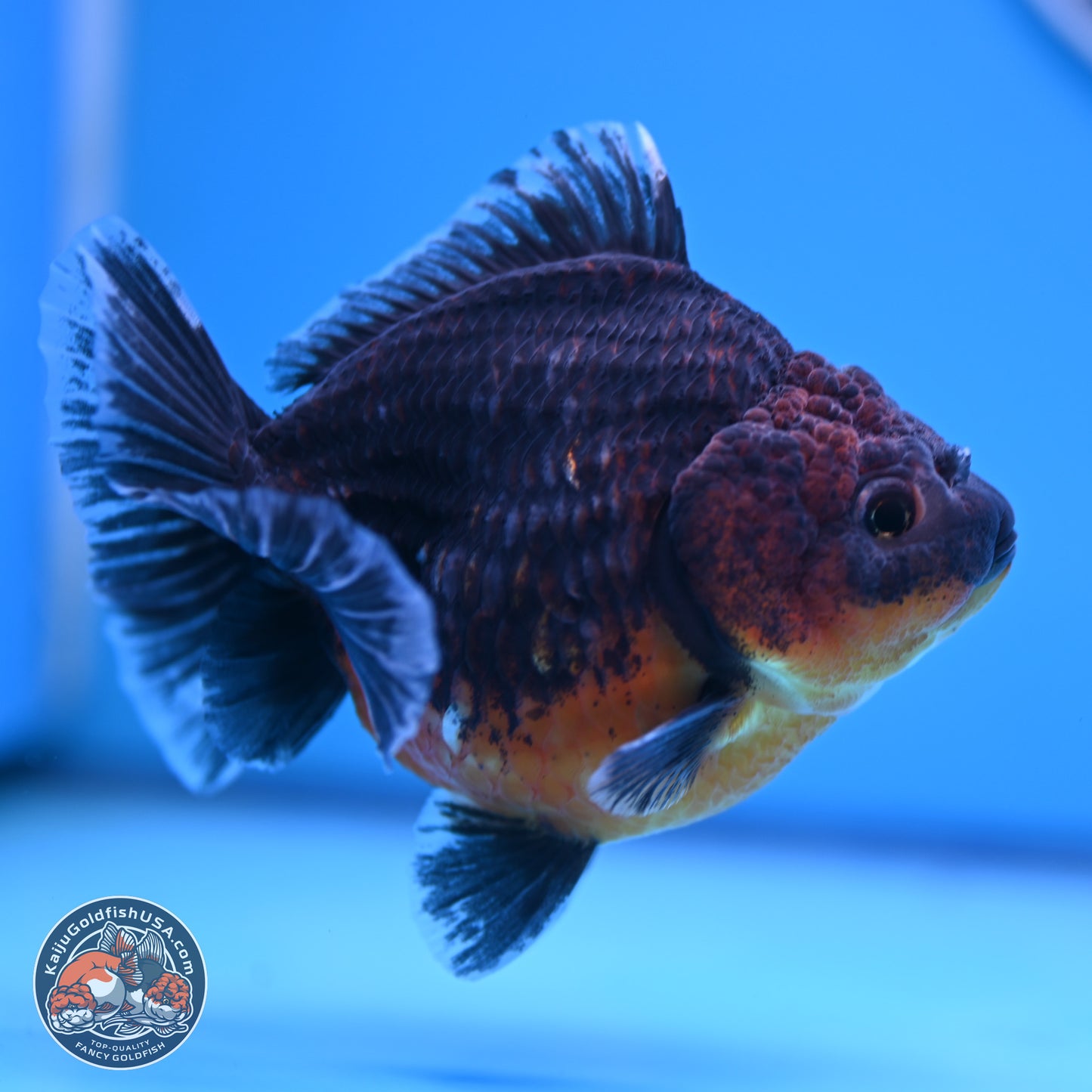 Shogun Kirin Oranda 4-5 in (241011_OR04) - Kaiju Goldfish USA