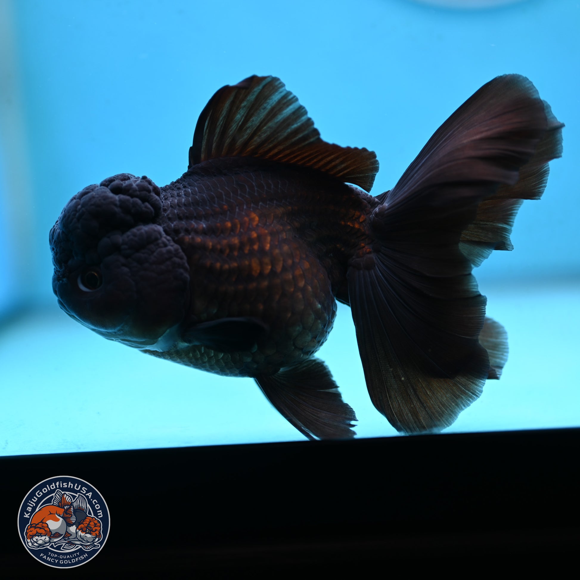 Black Rose Tail Oranda 3.5 inches Body - Female (250117_OR04) - Kaiju Goldfish USA