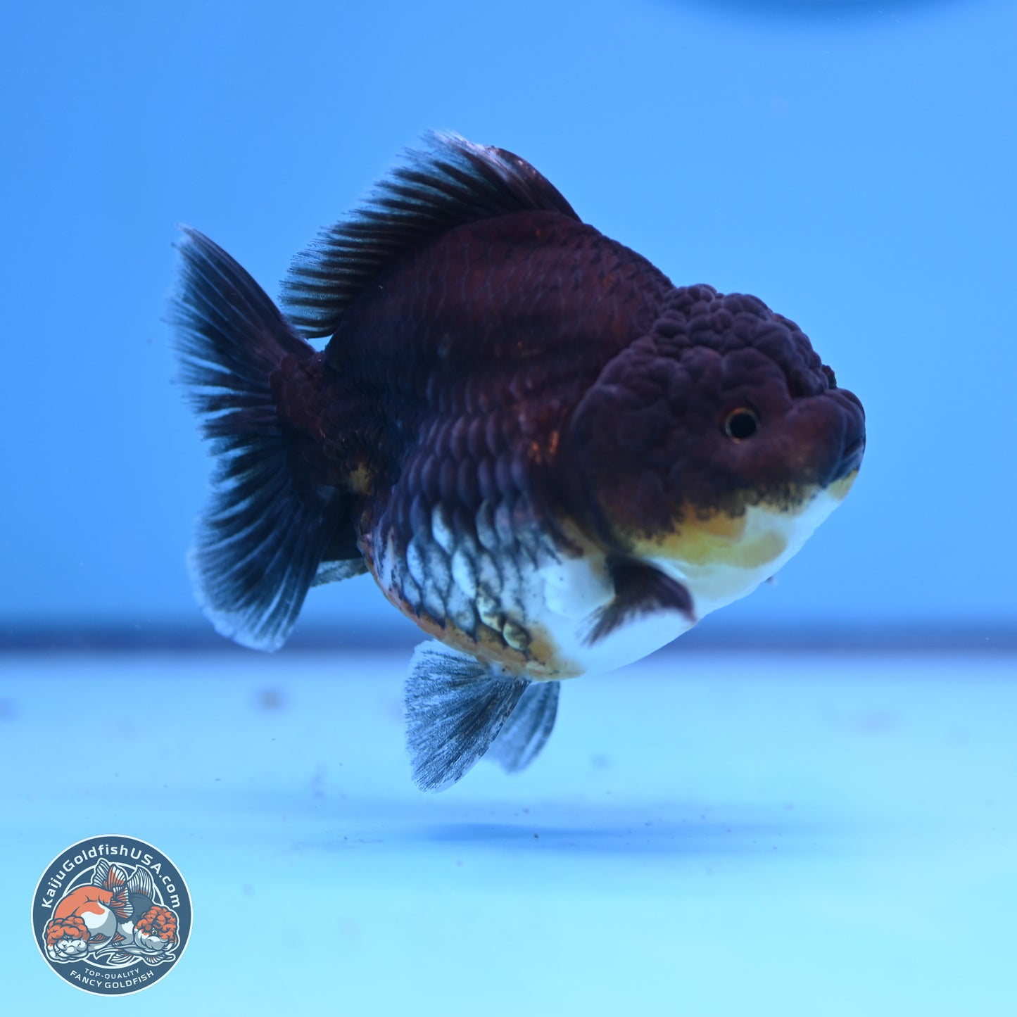 Shogun Kirin YuanBao Oranda 3.25in Body (240802_OR04) - Kaiju Goldfish USA