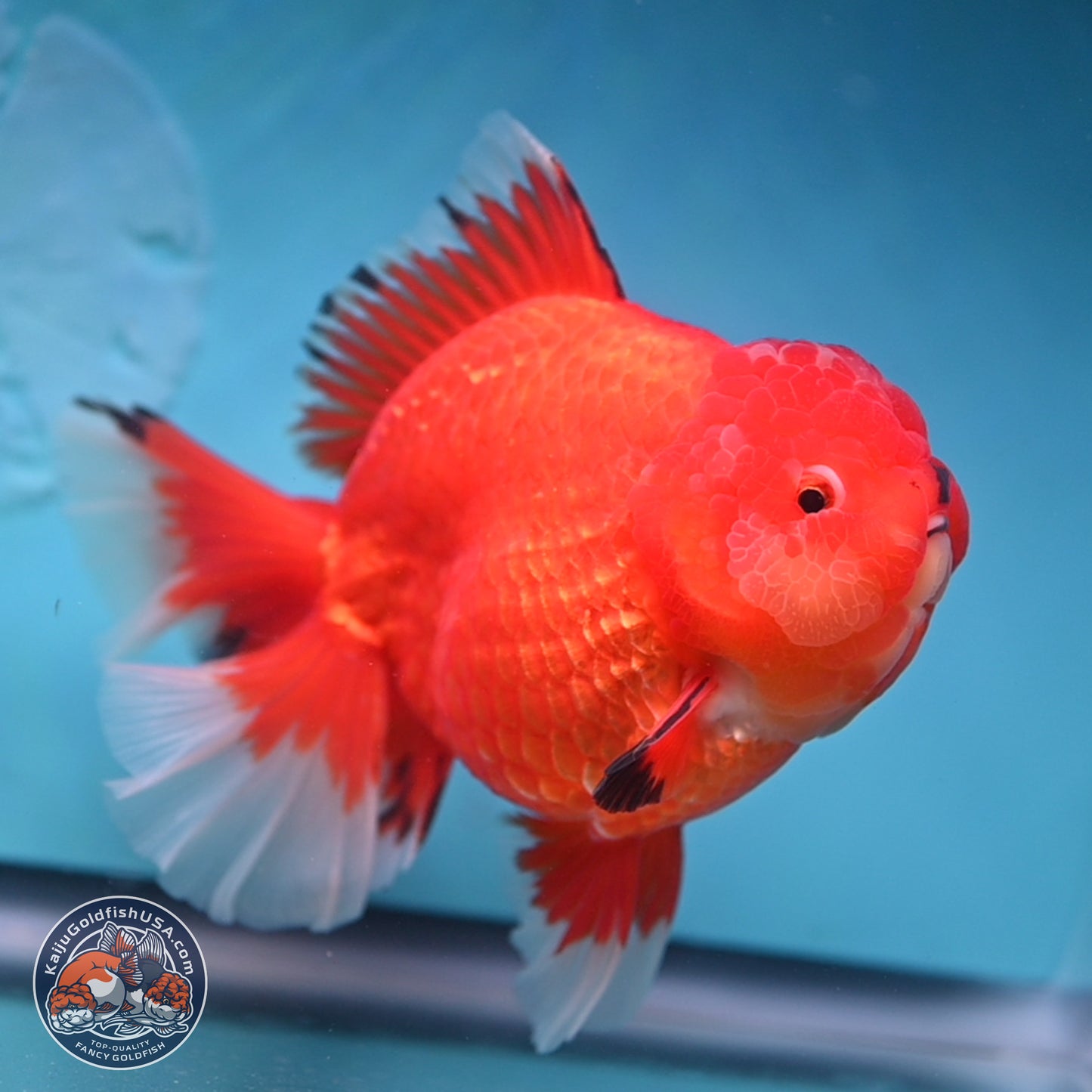 Jumbo Rose Tail Apache Oranda 5 inches Body - Female (250131_OR04)