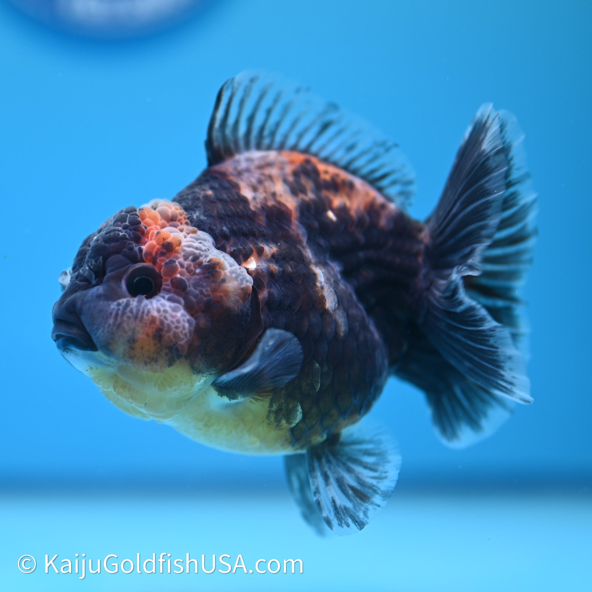 Shogun Godzilla Kirin Oranda 3.5in Body (240614_OR04) - Kaiju Goldfish USA