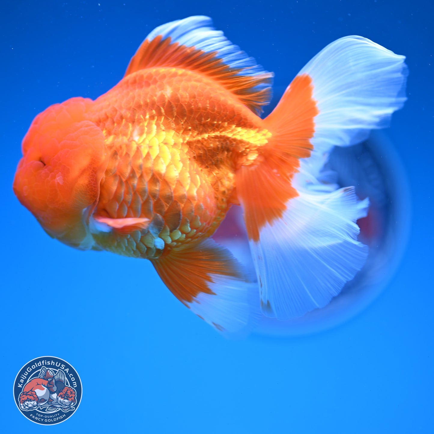 Red White Rose Tail Oranda 4-6 inches (240913_OR04) - Kaiju Goldfish USA