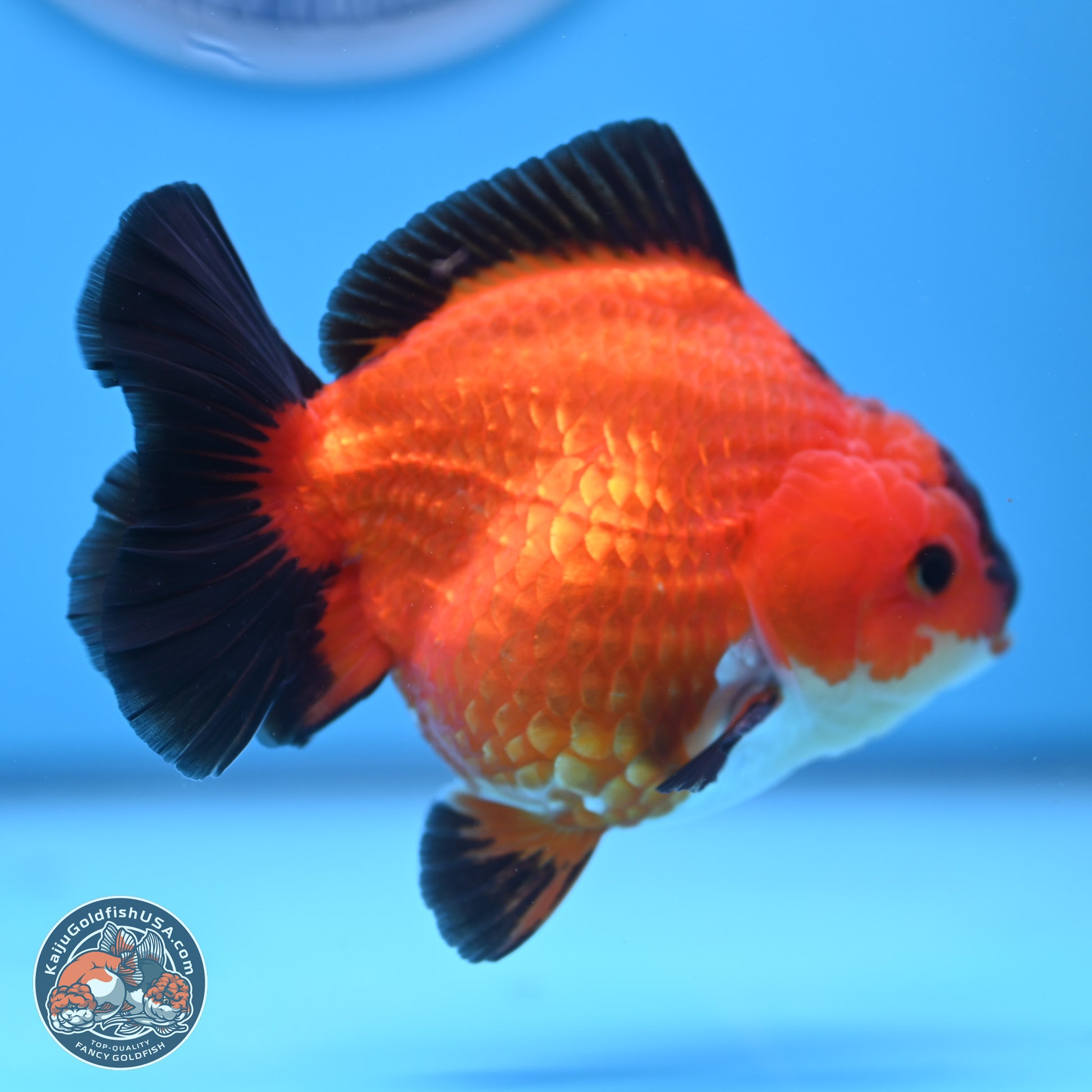 Apache YuanBao Oranda 4.5 inches (241025_OR04) - Kaiju Goldfish USA