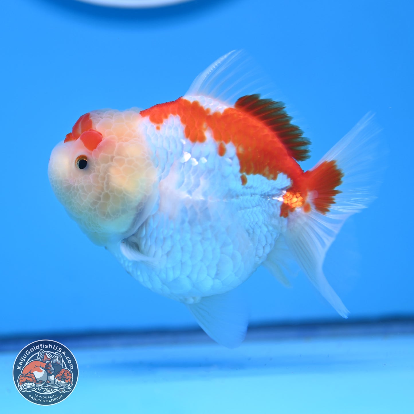 Shogun Red White YuanBao Oranda 3.25in Body (240816_OR04) - Kaiju Goldfish USA