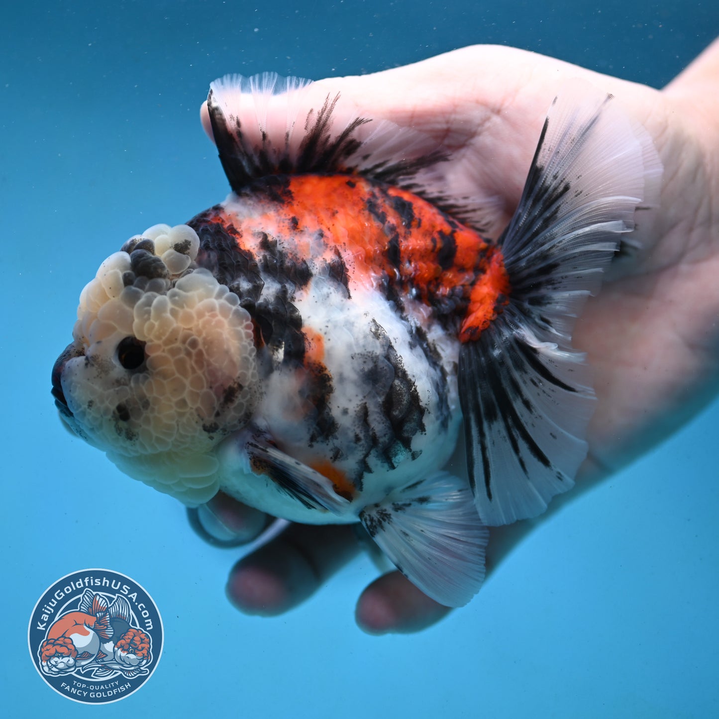 Tricolor Oranda 4 inch Body (251003_OR04)
