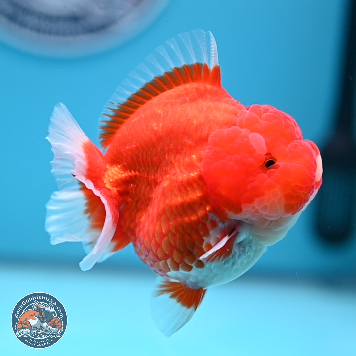 Red White YuanBao Oranda 3.5 inches Body - Female (241227_OR04) - Kaiju Goldfish USA