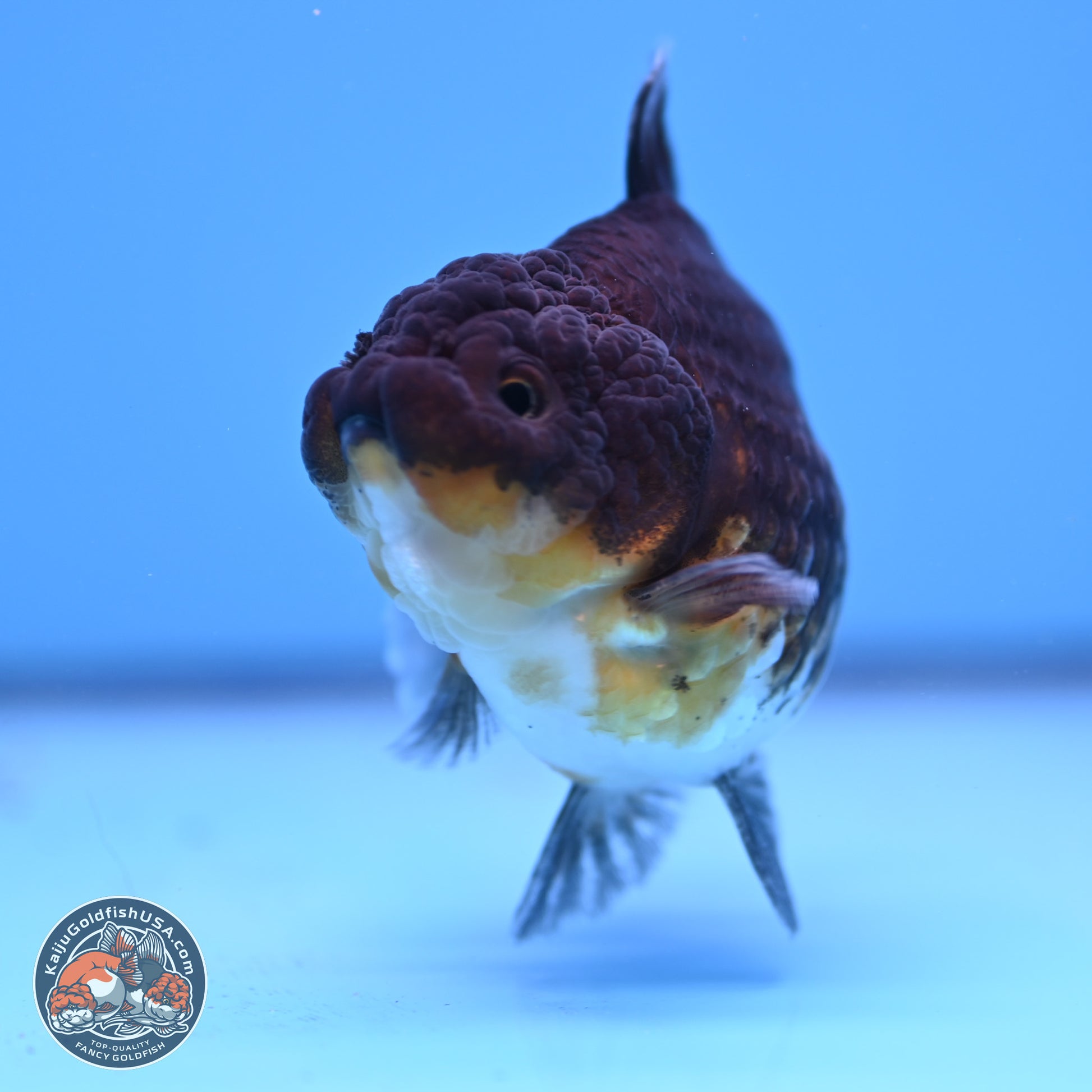 Shogun Kirin YuanBao Oranda 3.25in Body (240802_OR04) - Kaiju Goldfish USA