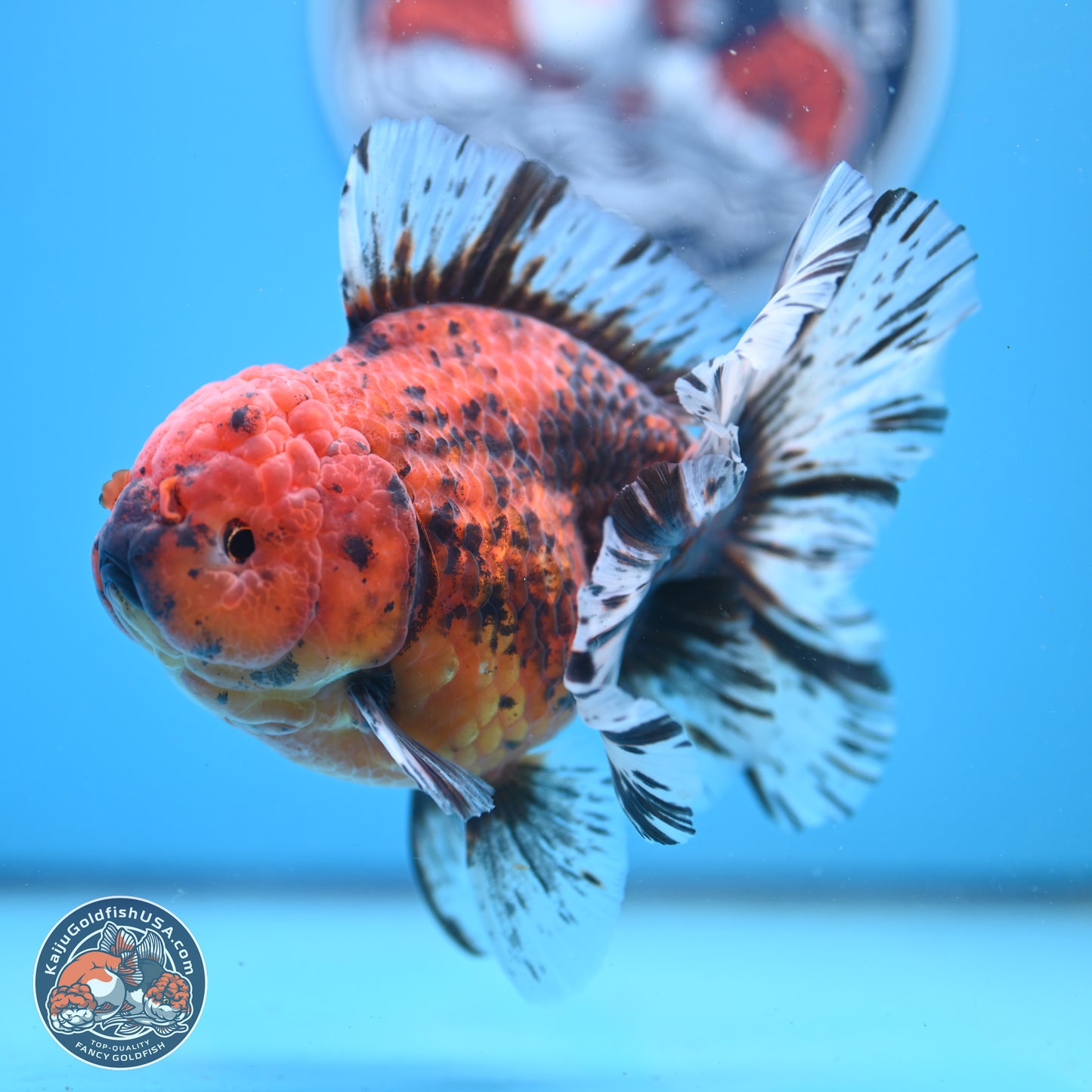 Tiger Rose Tail Oranda 6 inches - Female (241206_OR04) - Kaiju Goldfish USA