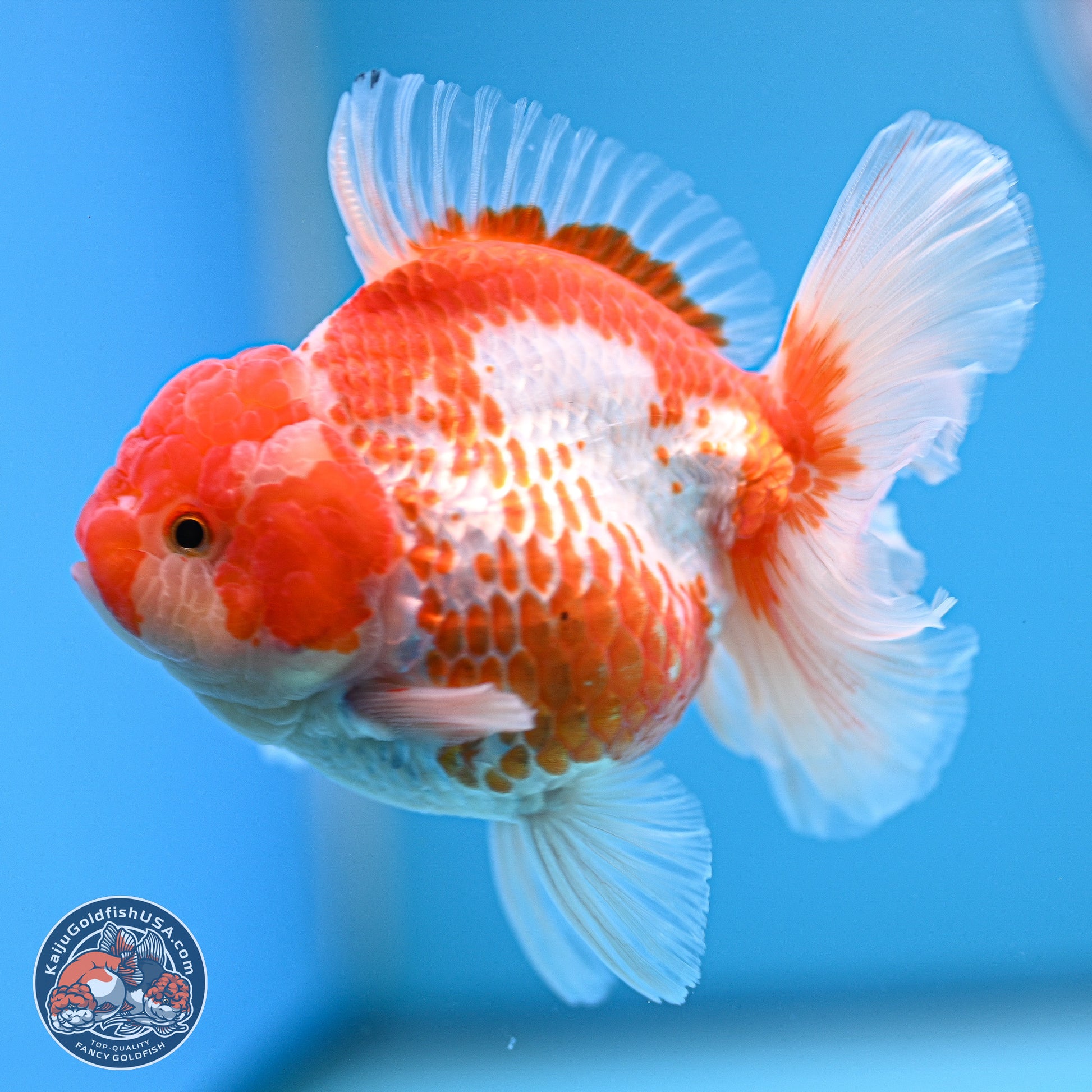 Red White Rose Tail Oranda 4.5 inches - Female (241129_OR04) - Kaiju Goldfish USA