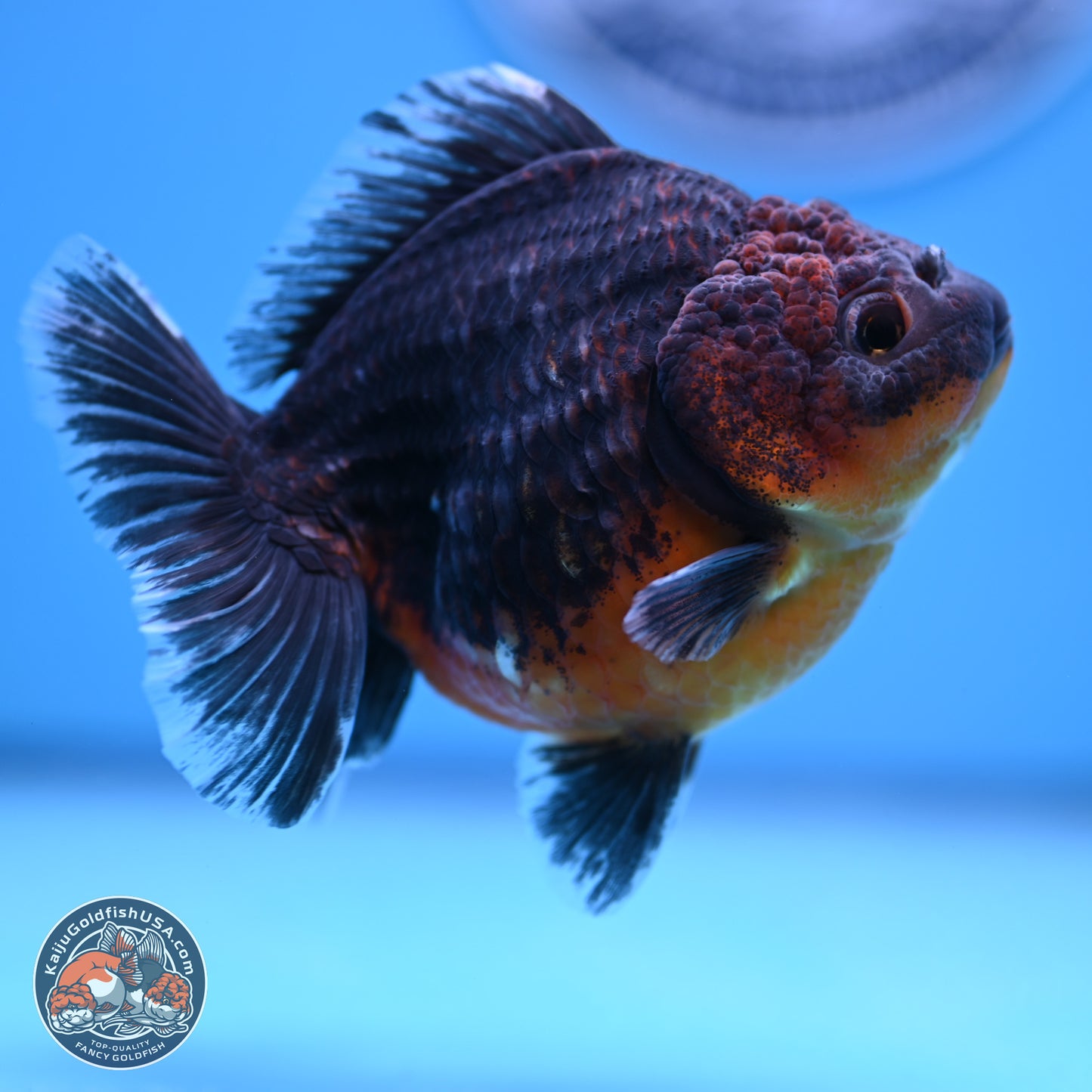 Shogun Kirin Oranda 4-5 in (241011_OR04) - Kaiju Goldfish USA