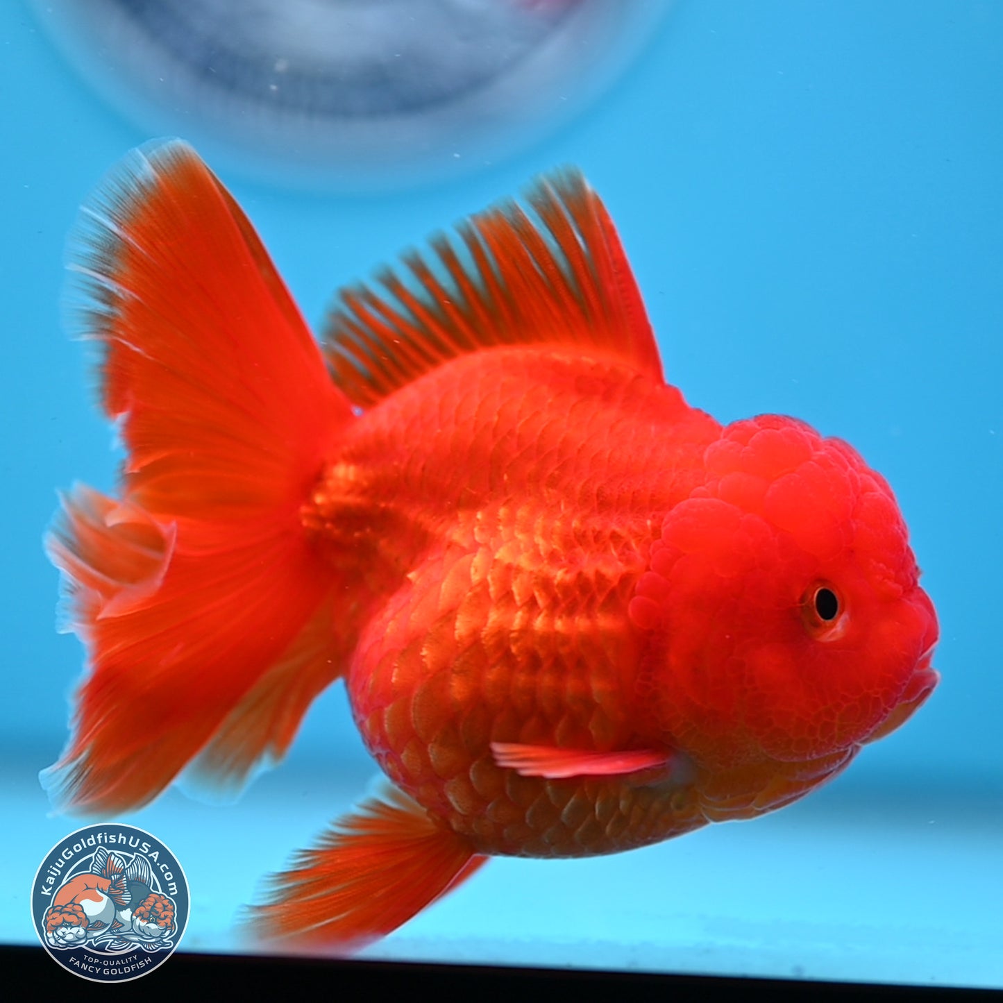 READ DESCRIPTION - Classic Red Rose Tail Oranda 3.5 inches Body - Male (250307_OR04)
