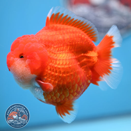 Red White YuanBao Oranda 4 inches Body (250516_OR04)
