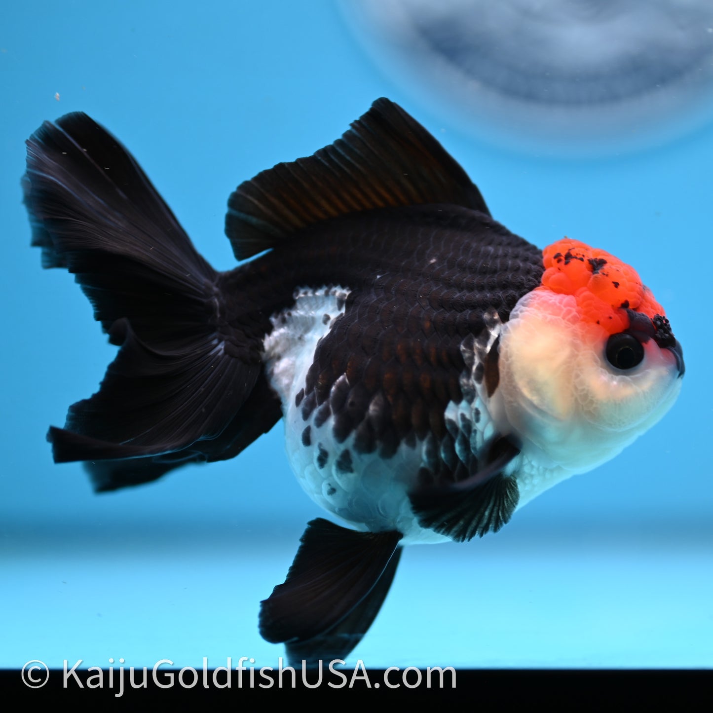 Tricolor Oranda 3.2in body (240726_OR04) - Kaiju Goldfish USA