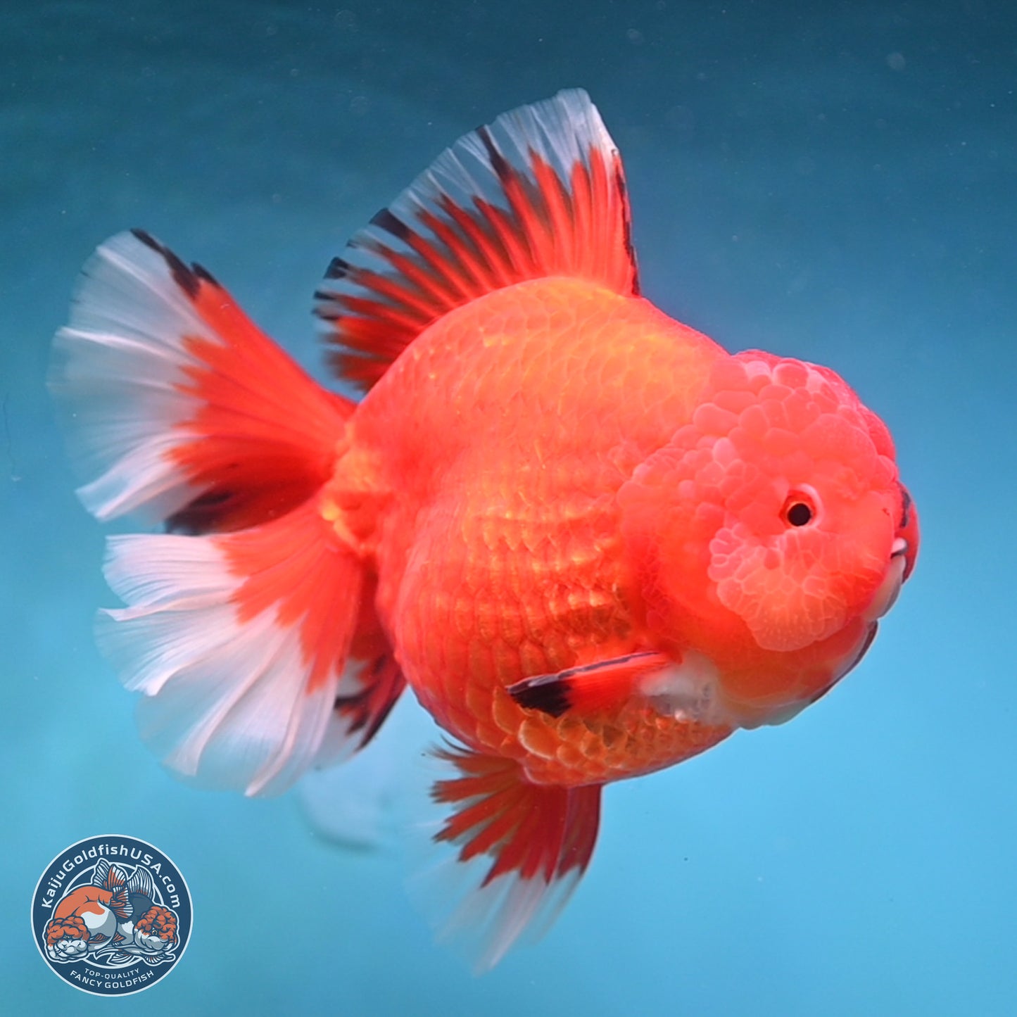 Jumbo Rose Tail Apache Oranda 5 inches Body - Female (250131_OR04)